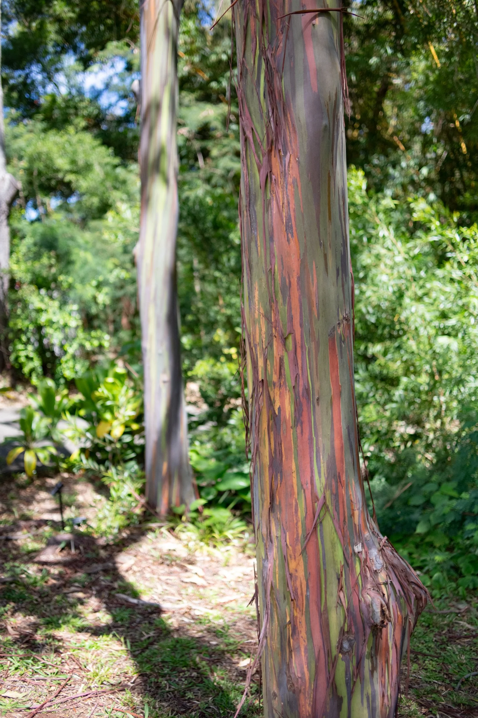 amie-northshore-oahu-082.jpg