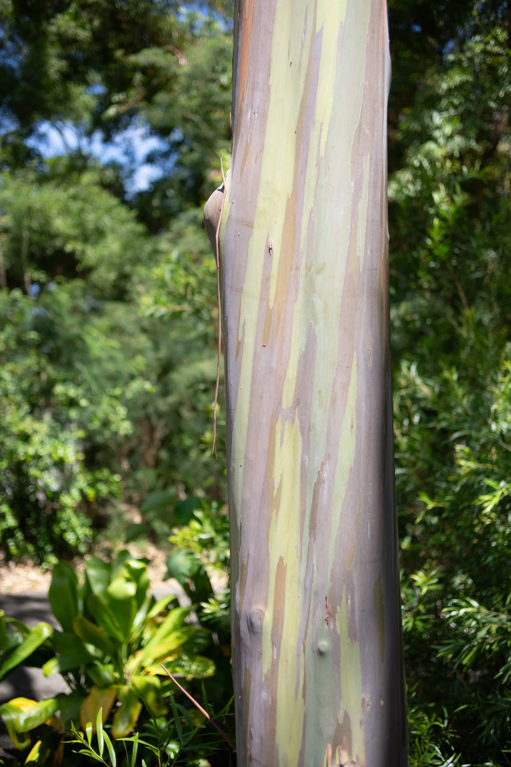 amie-northshore-oahu-085.jpg