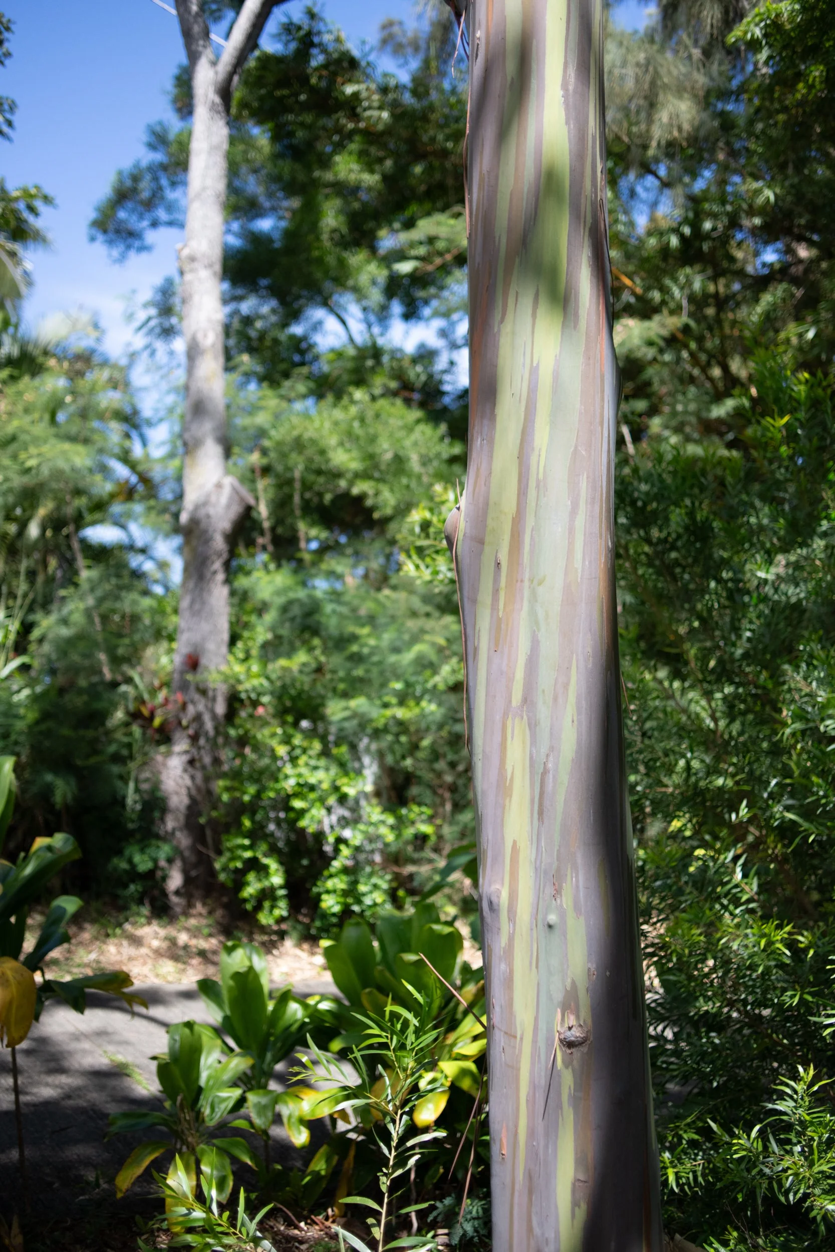 amie-northshore-oahu-088.jpg