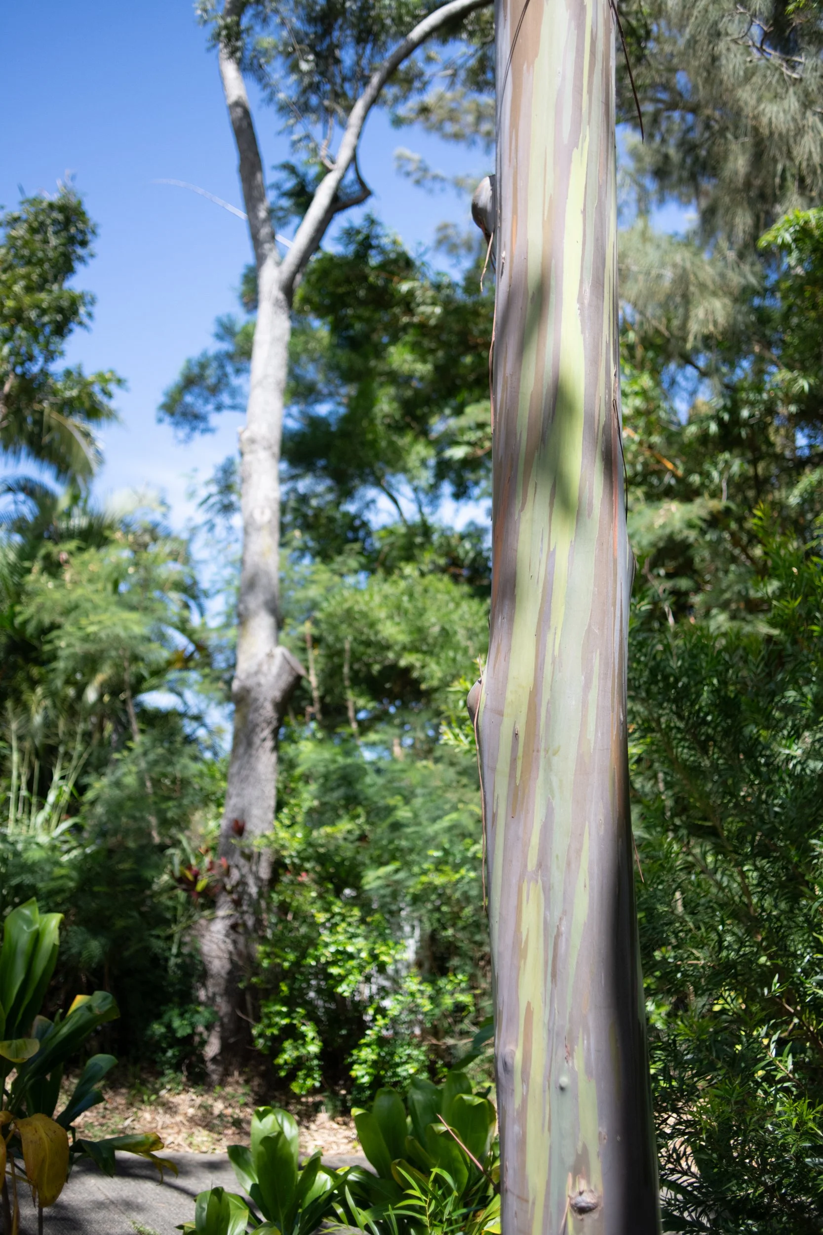 amie-northshore-oahu-089.jpg