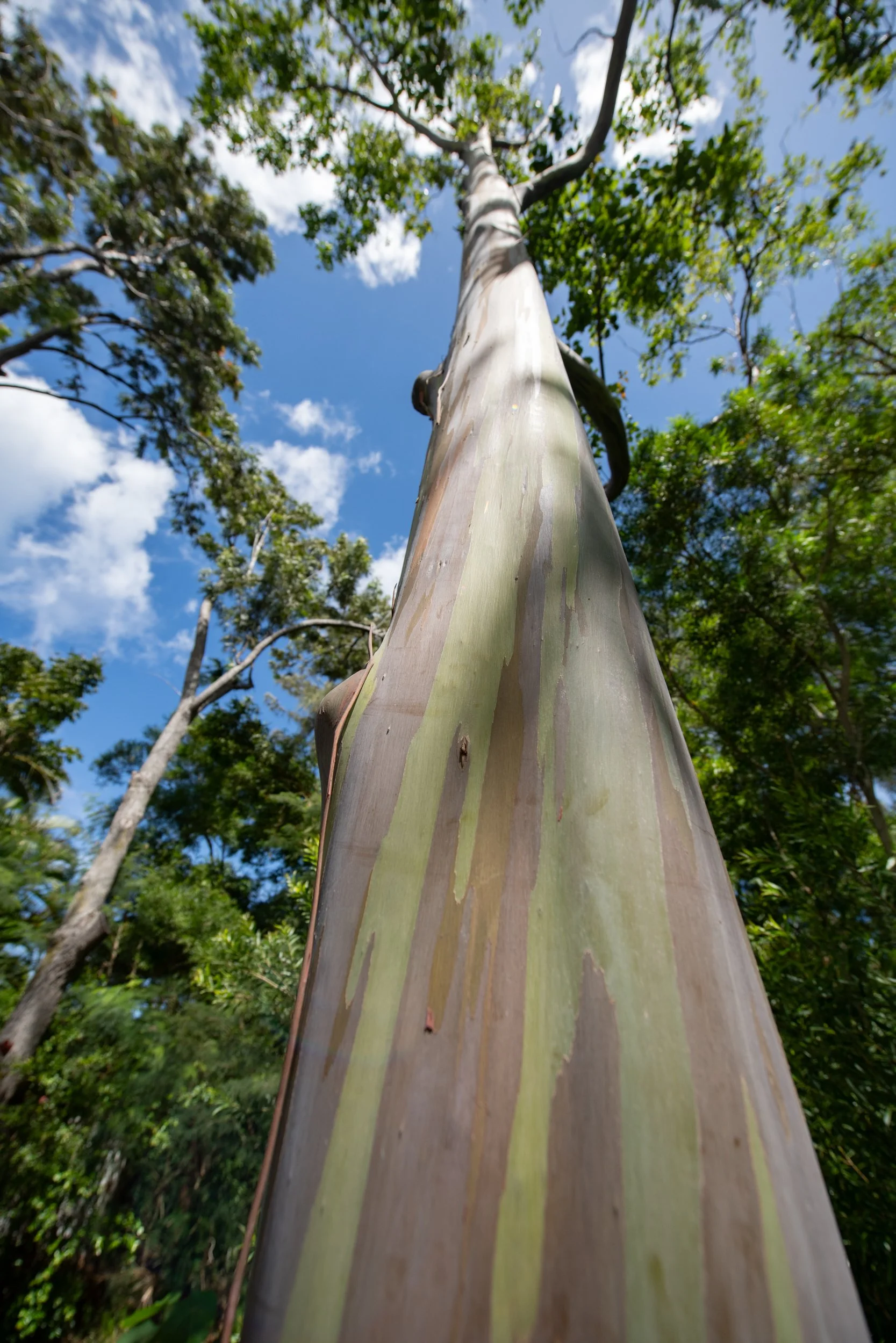 amie-northshore-oahu-113.jpg