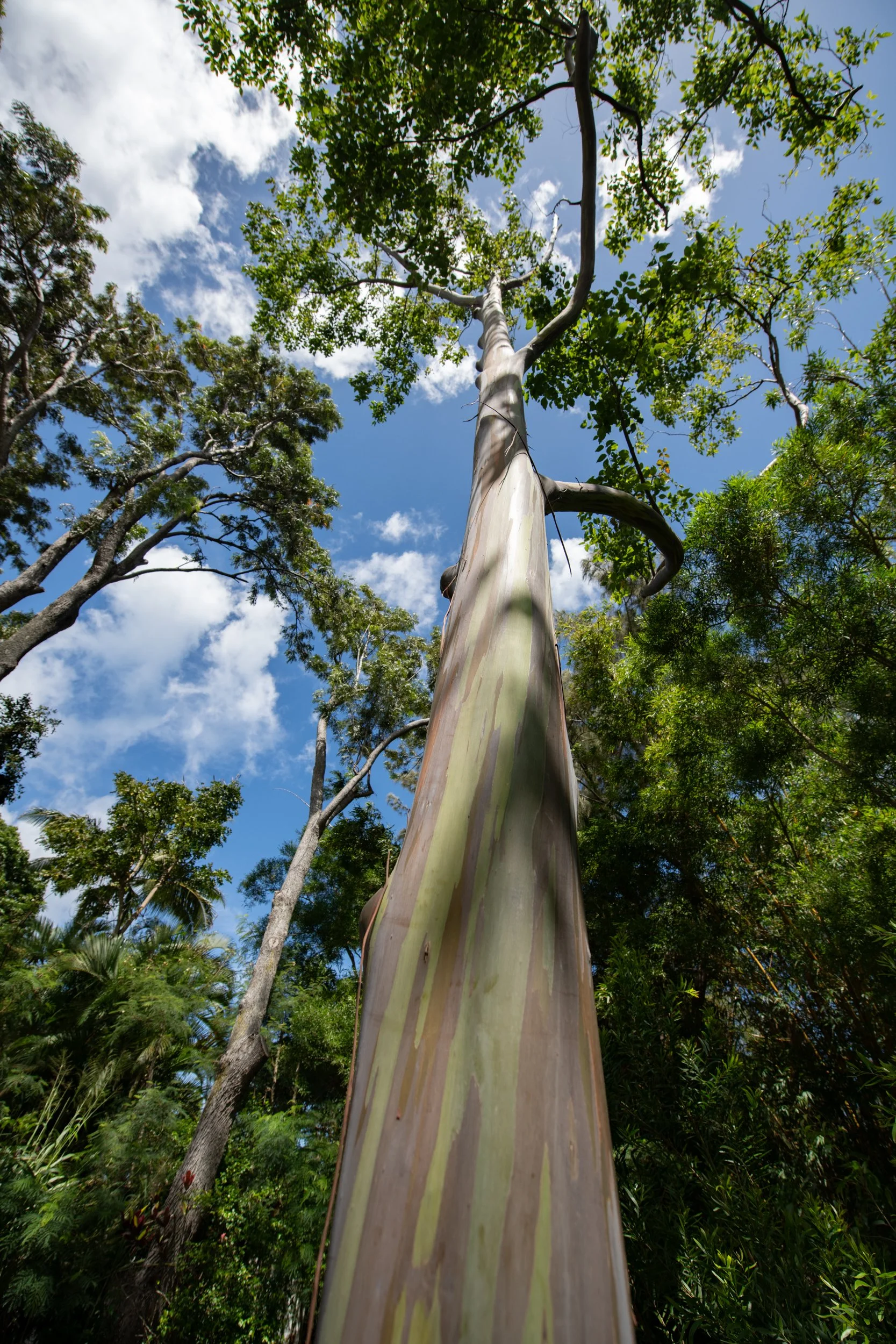 amie-northshore-oahu-114.jpg
