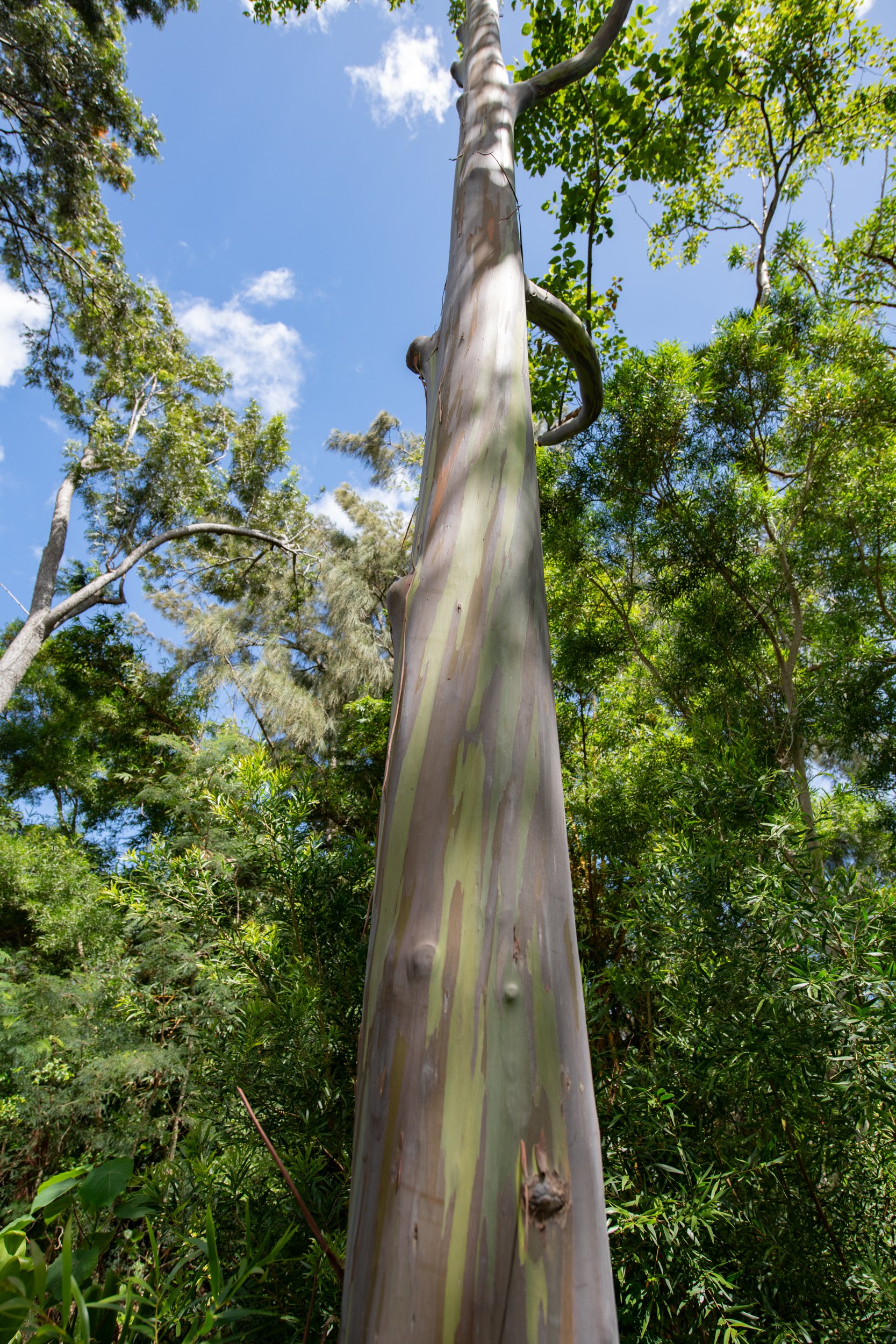 amie-northshore-oahu-115.jpg