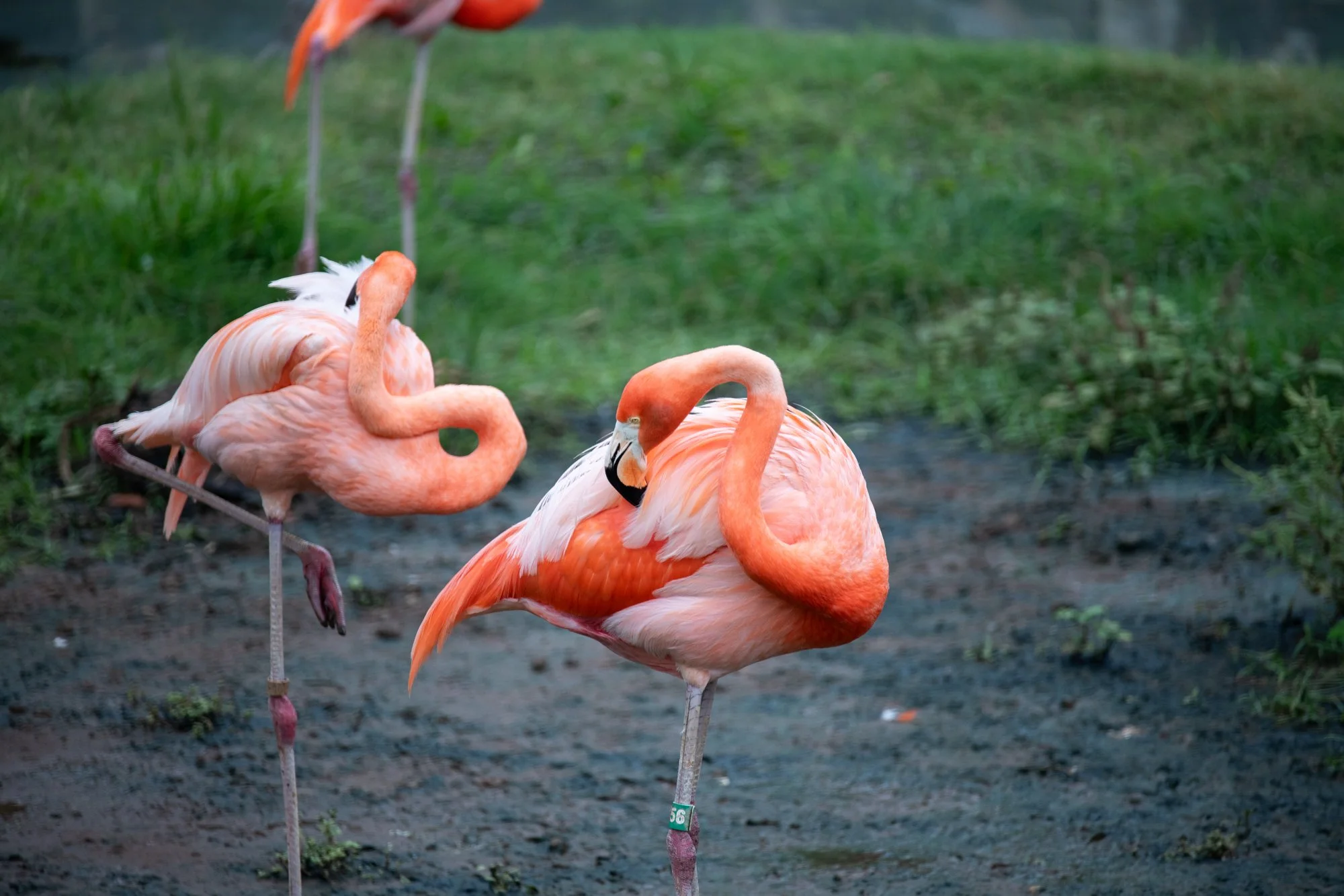 navidbaraty-honolulu-zoo-001.jpg