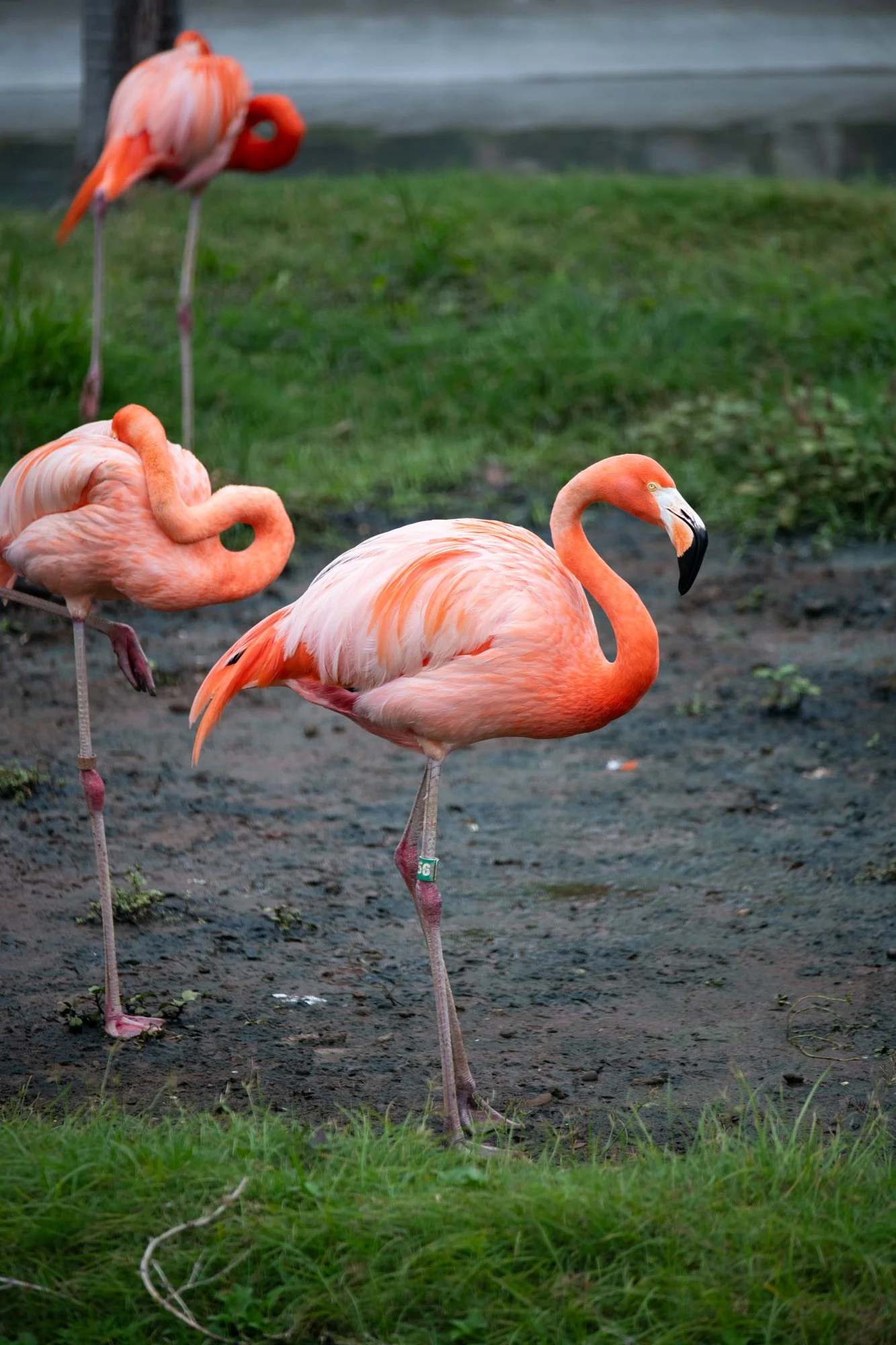 navidbaraty-honolulu-zoo-002.jpg