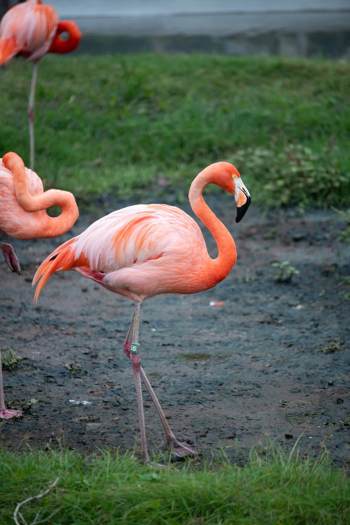navidbaraty-honolulu-zoo-003.jpg