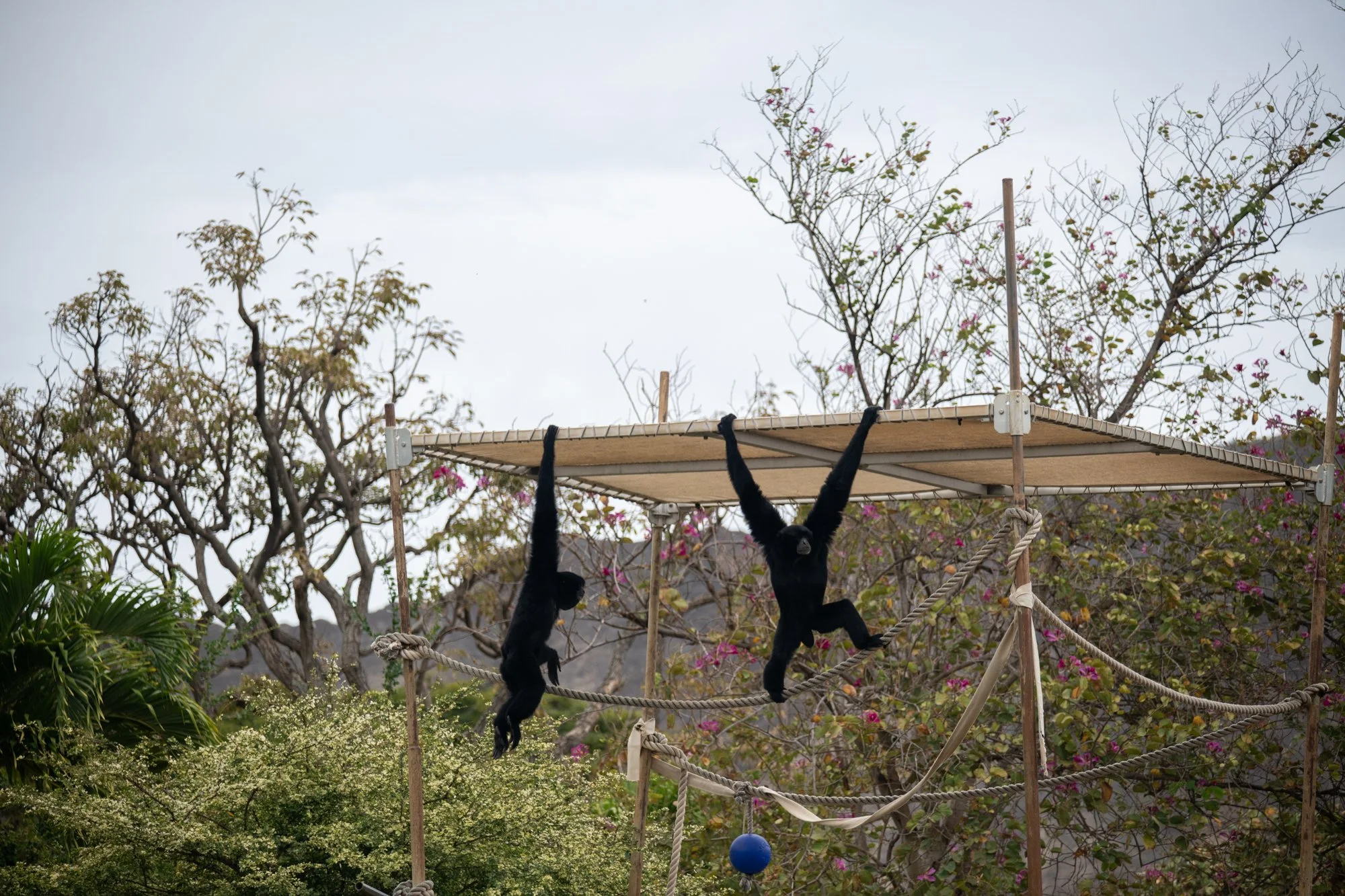 navidbaraty-honolulu-zoo-005.jpg