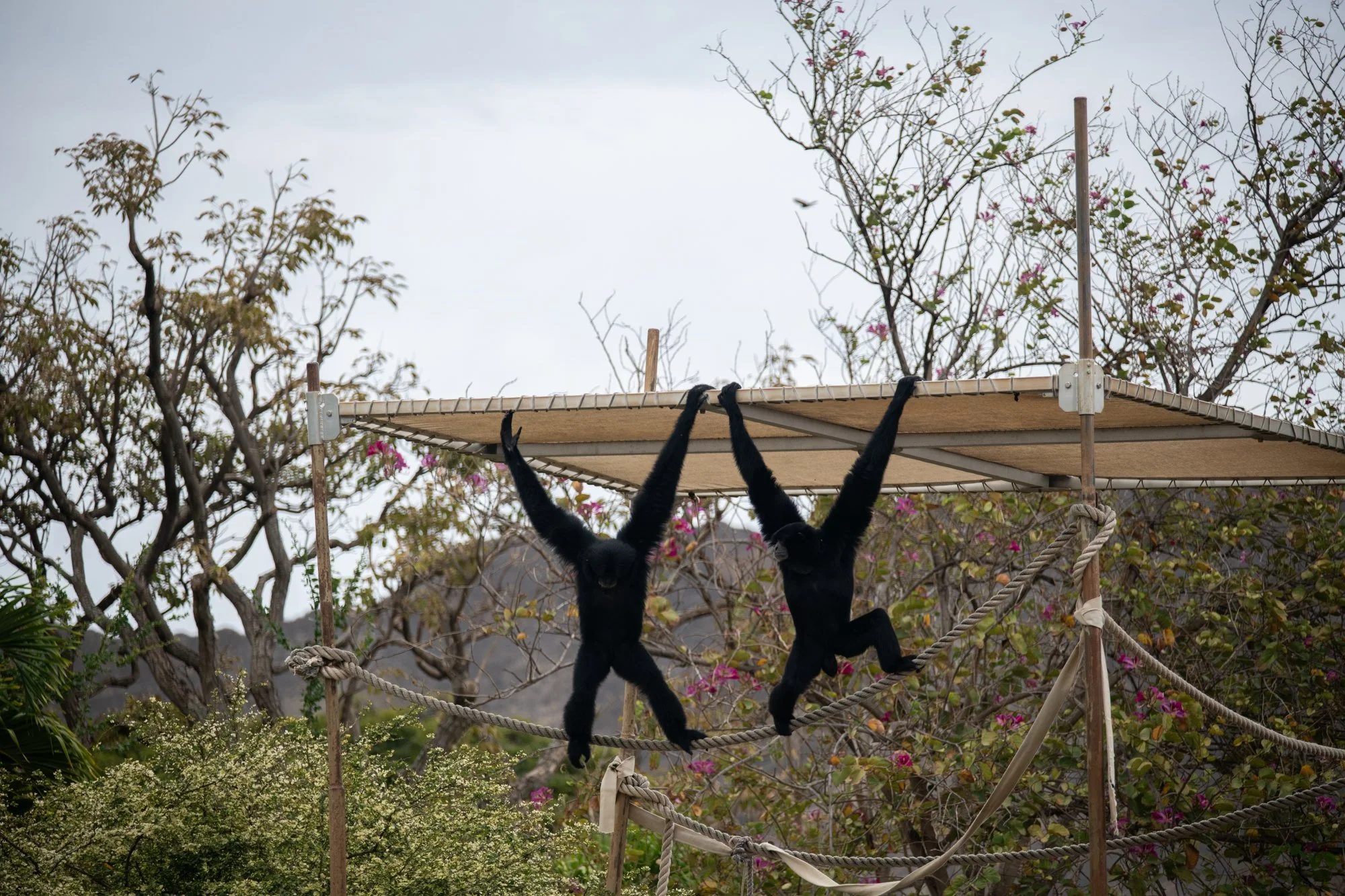 navidbaraty-honolulu-zoo-006.jpg