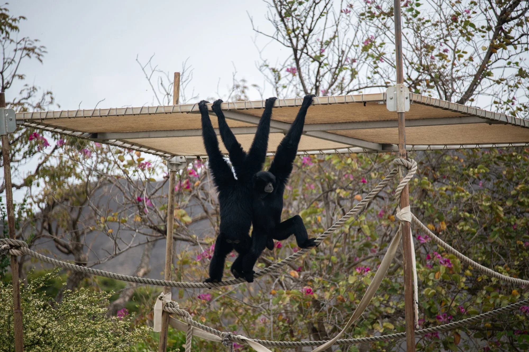 navidbaraty-honolulu-zoo-007.jpg