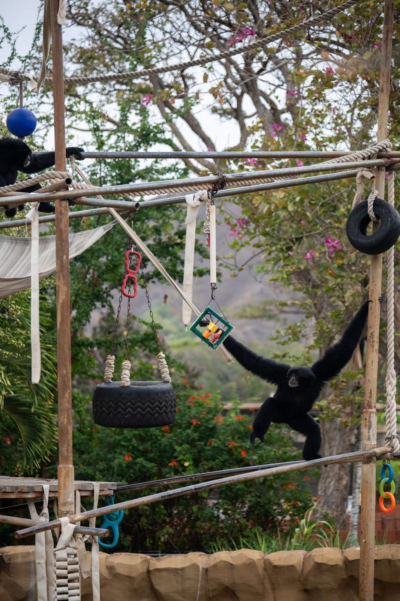 navidbaraty-honolulu-zoo-011.jpg