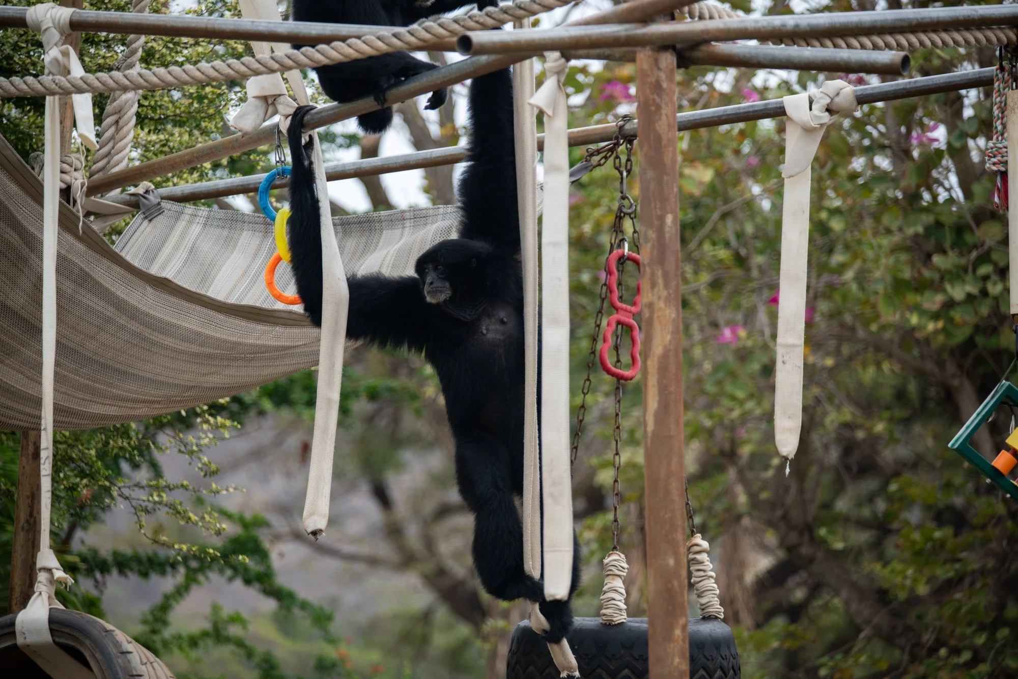 navidbaraty-honolulu-zoo-012.jpg