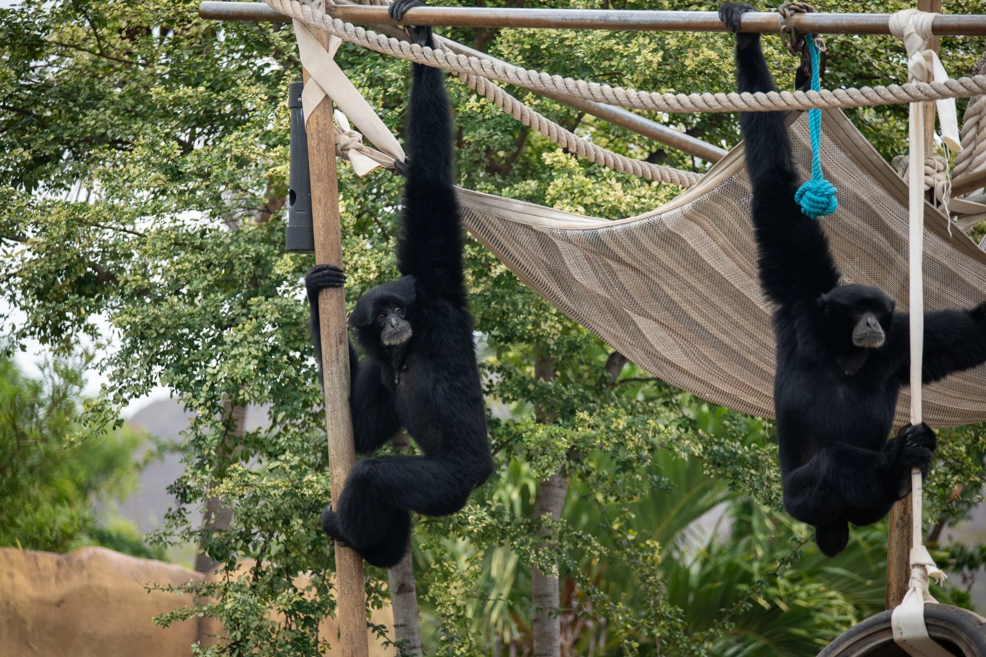 navidbaraty-honolulu-zoo-013.jpg