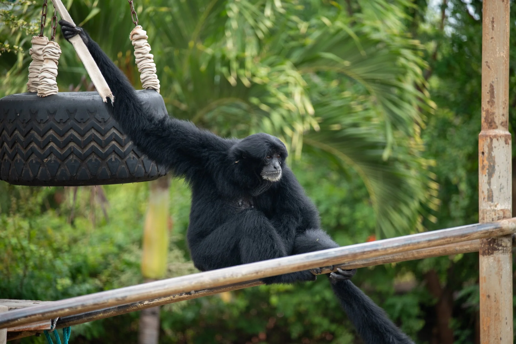 navidbaraty-honolulu-zoo-014.jpg