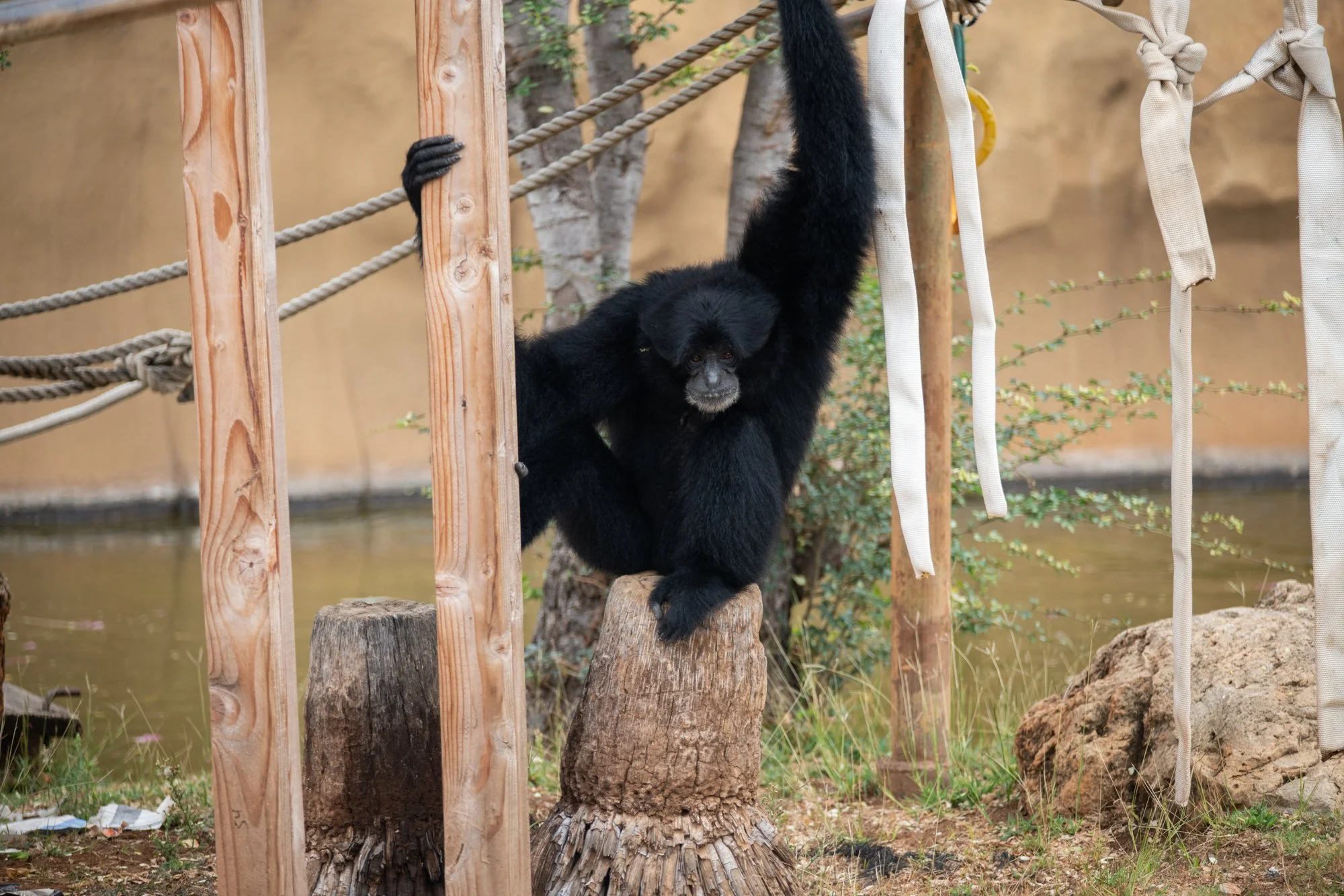 navidbaraty-honolulu-zoo-015.jpg