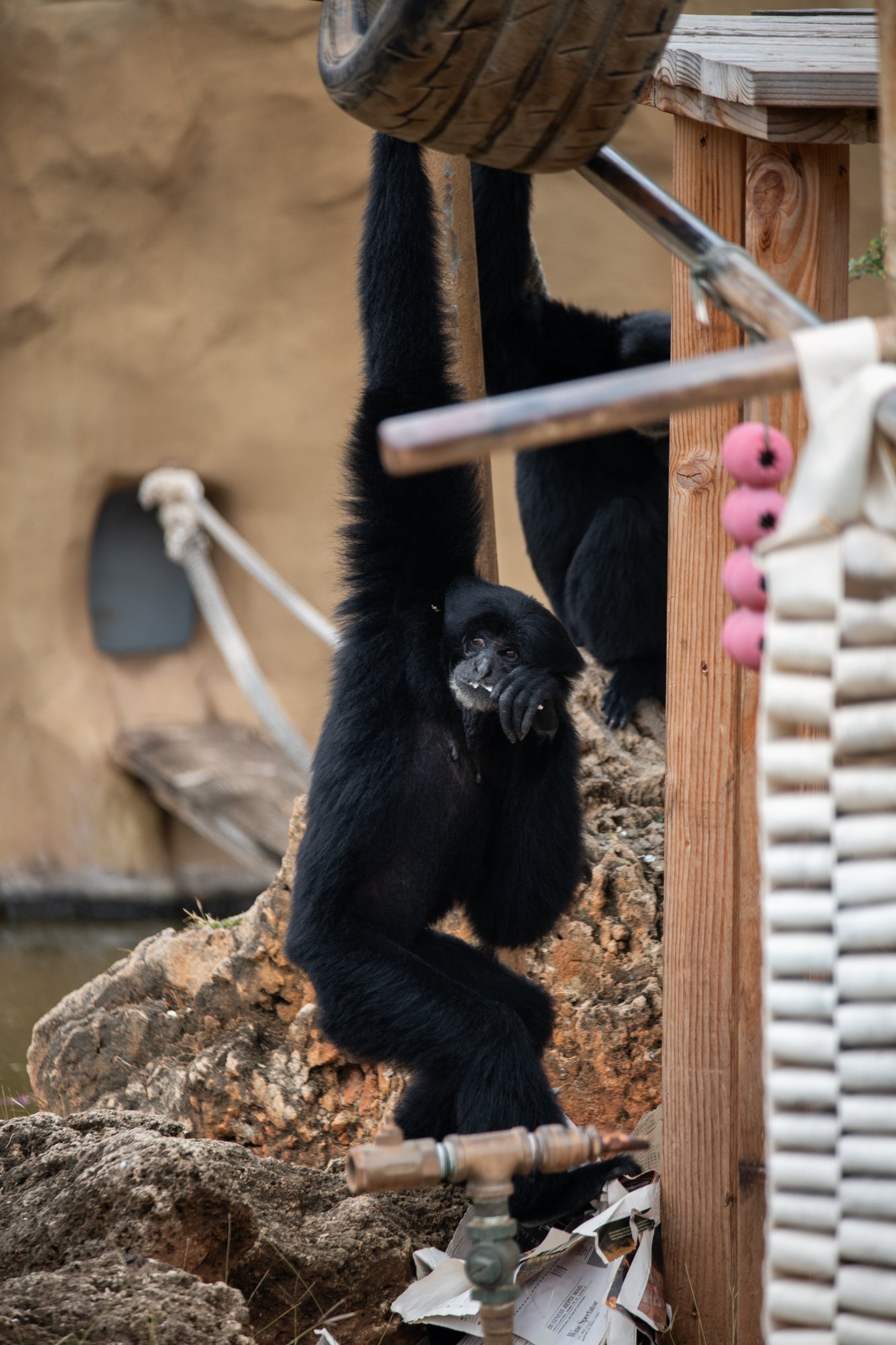navidbaraty-honolulu-zoo-016.jpg