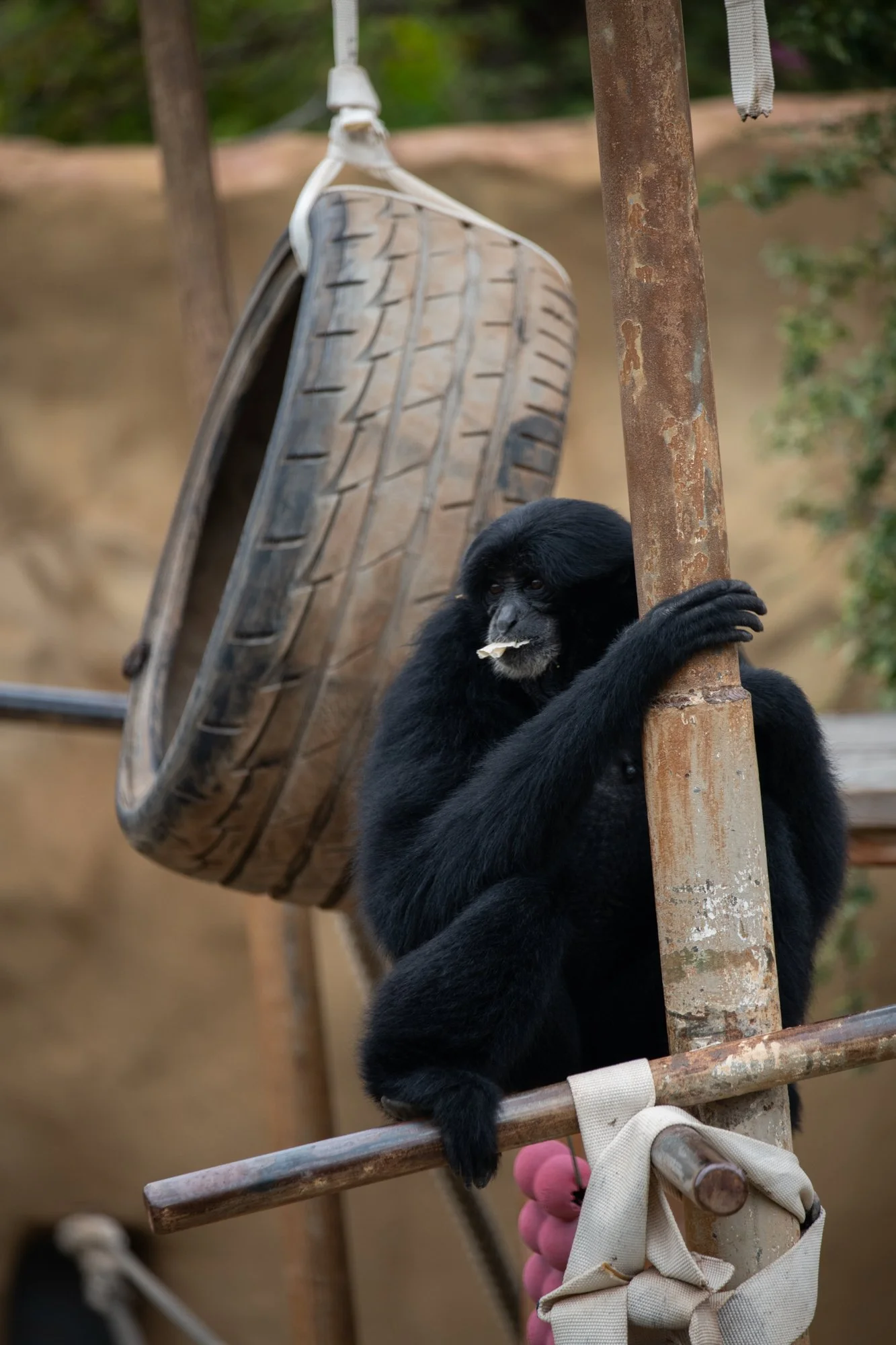 navidbaraty-honolulu-zoo-017.jpg