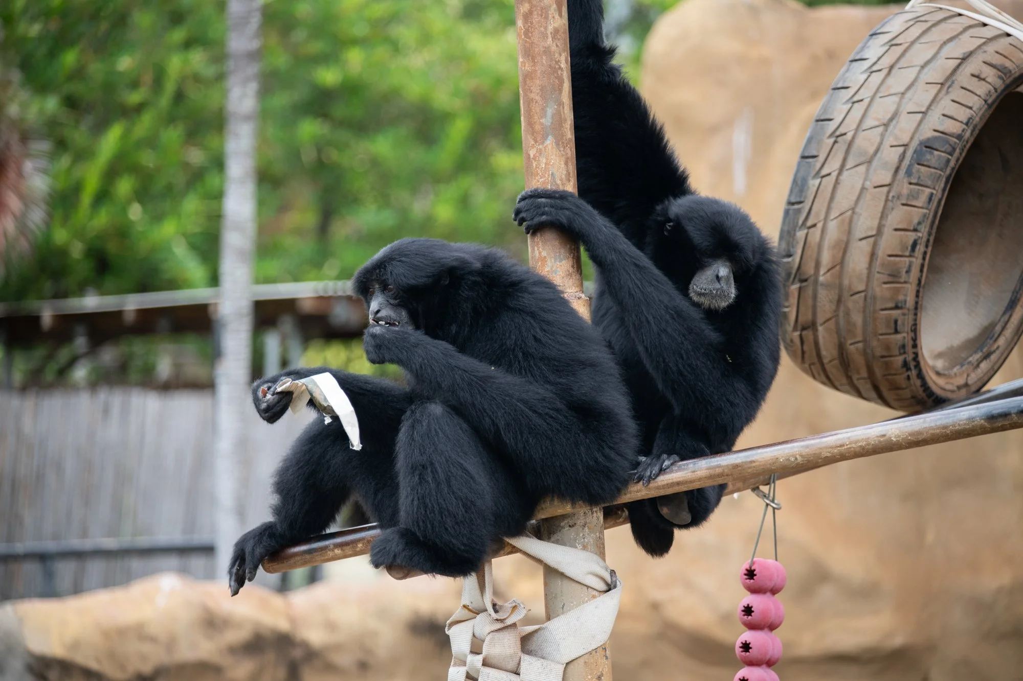 navidbaraty-honolulu-zoo-020.jpg