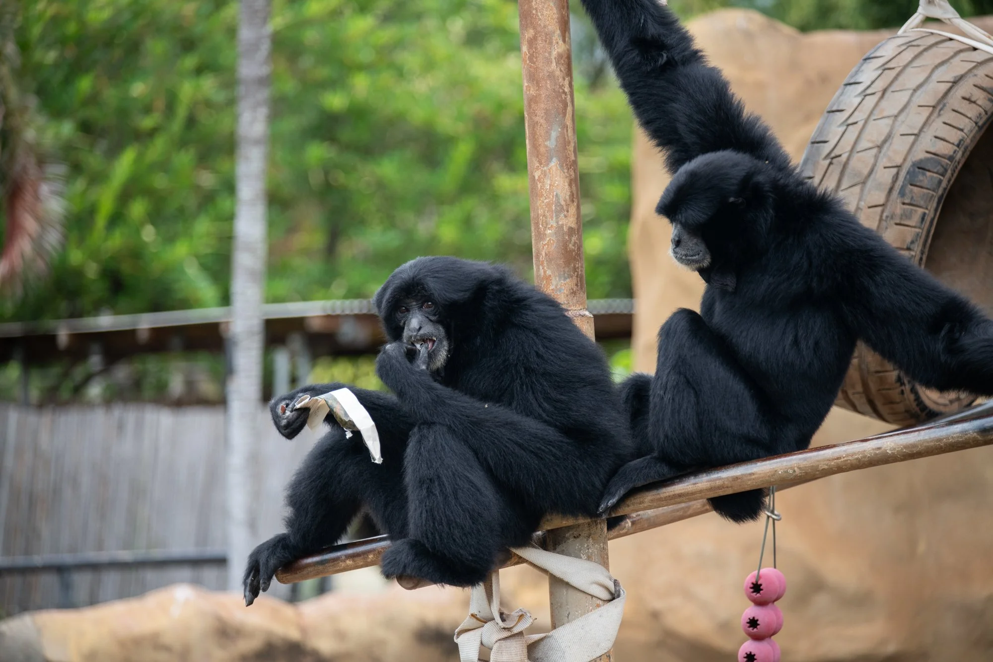 navidbaraty-honolulu-zoo-021.jpg
