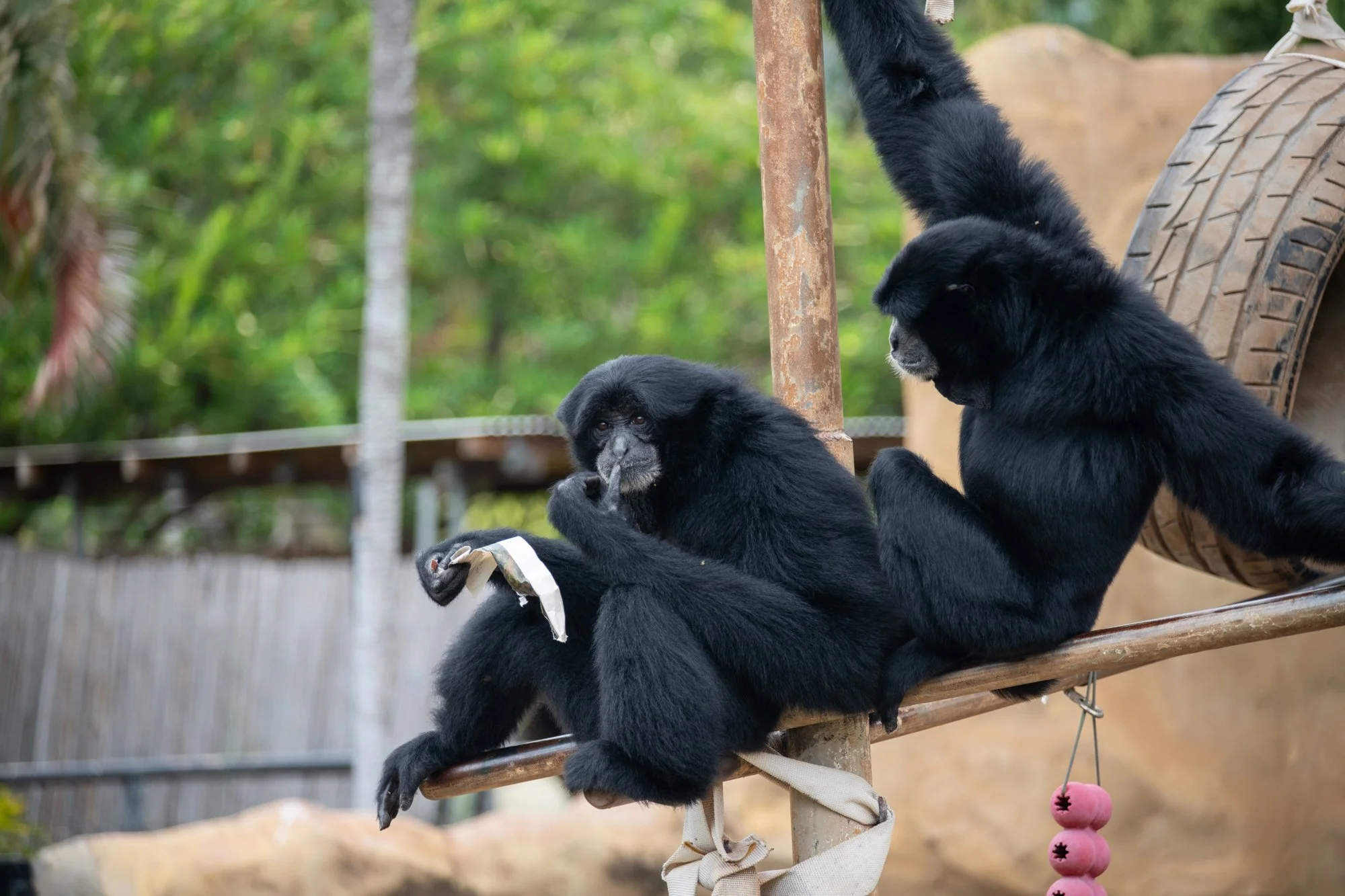 navidbaraty-honolulu-zoo-022.jpg