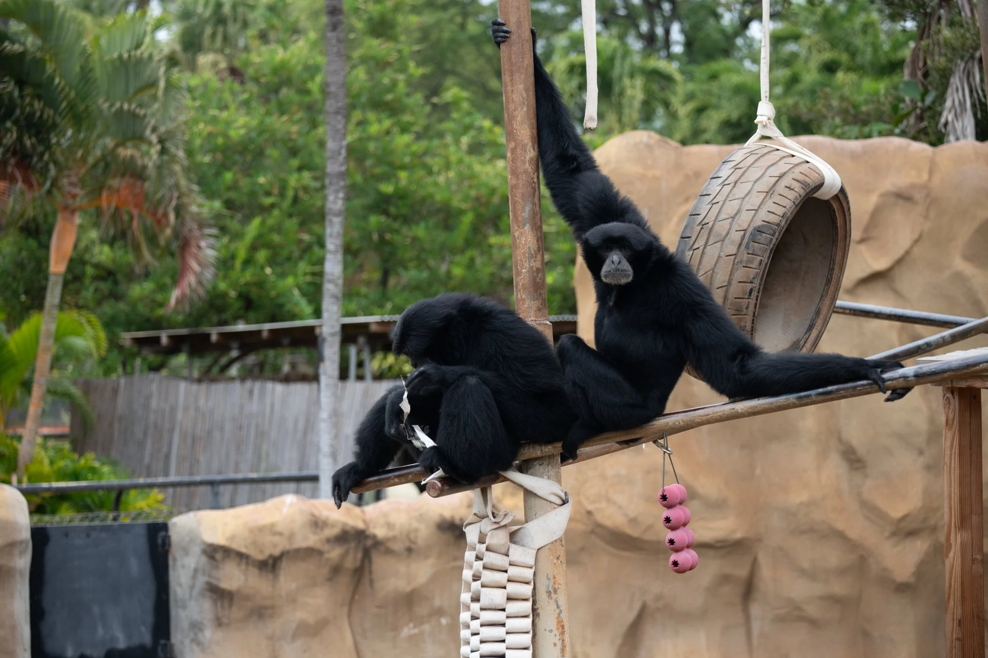 navidbaraty-honolulu-zoo-023.jpg