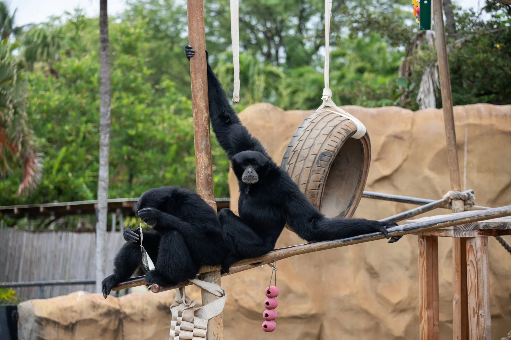navidbaraty-honolulu-zoo-024.jpg