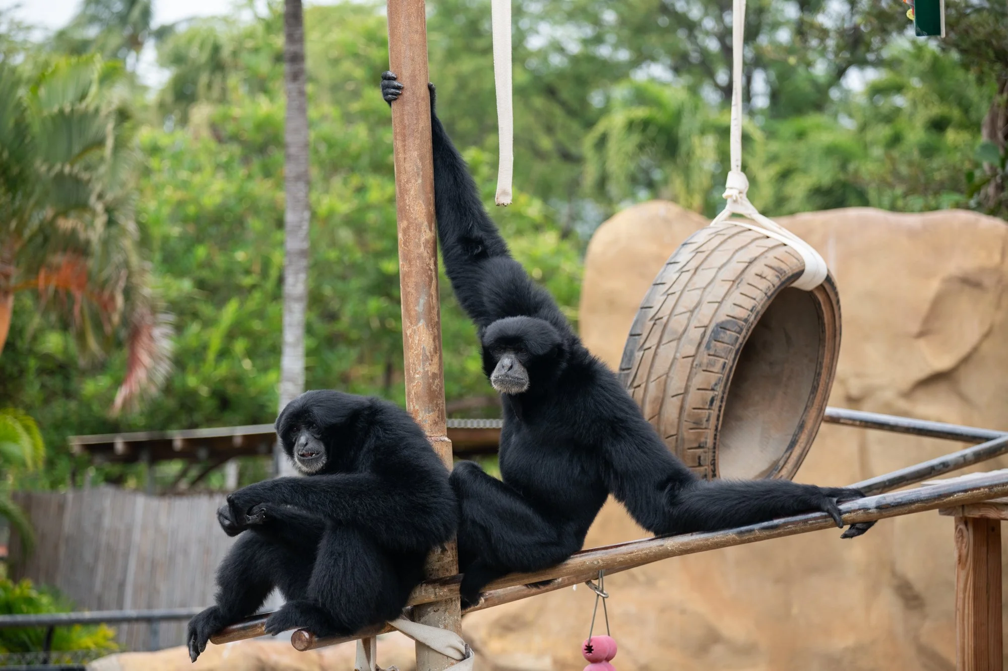 navidbaraty-honolulu-zoo-028.jpg