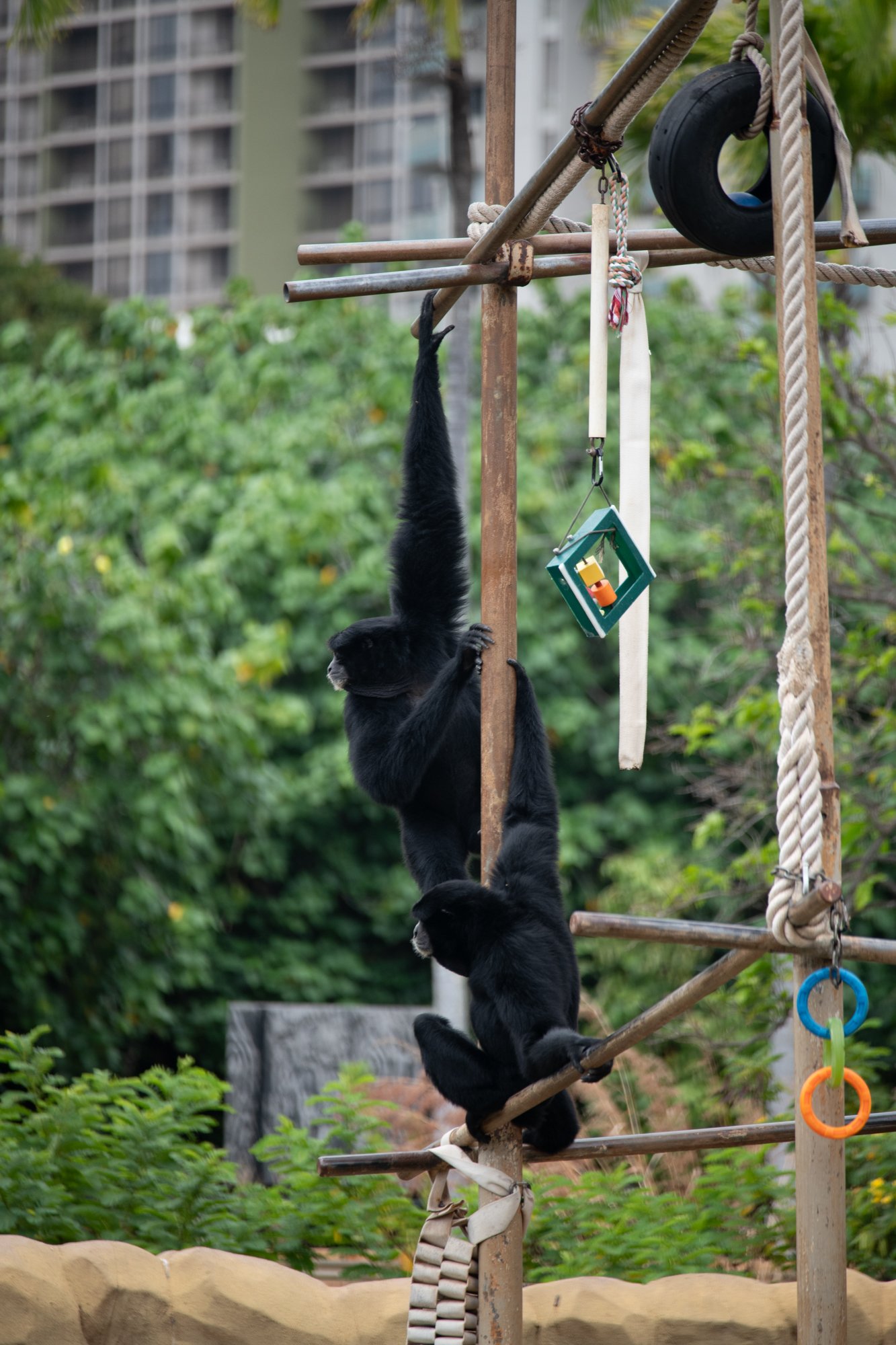 navidbaraty-honolulu-zoo-029.jpg