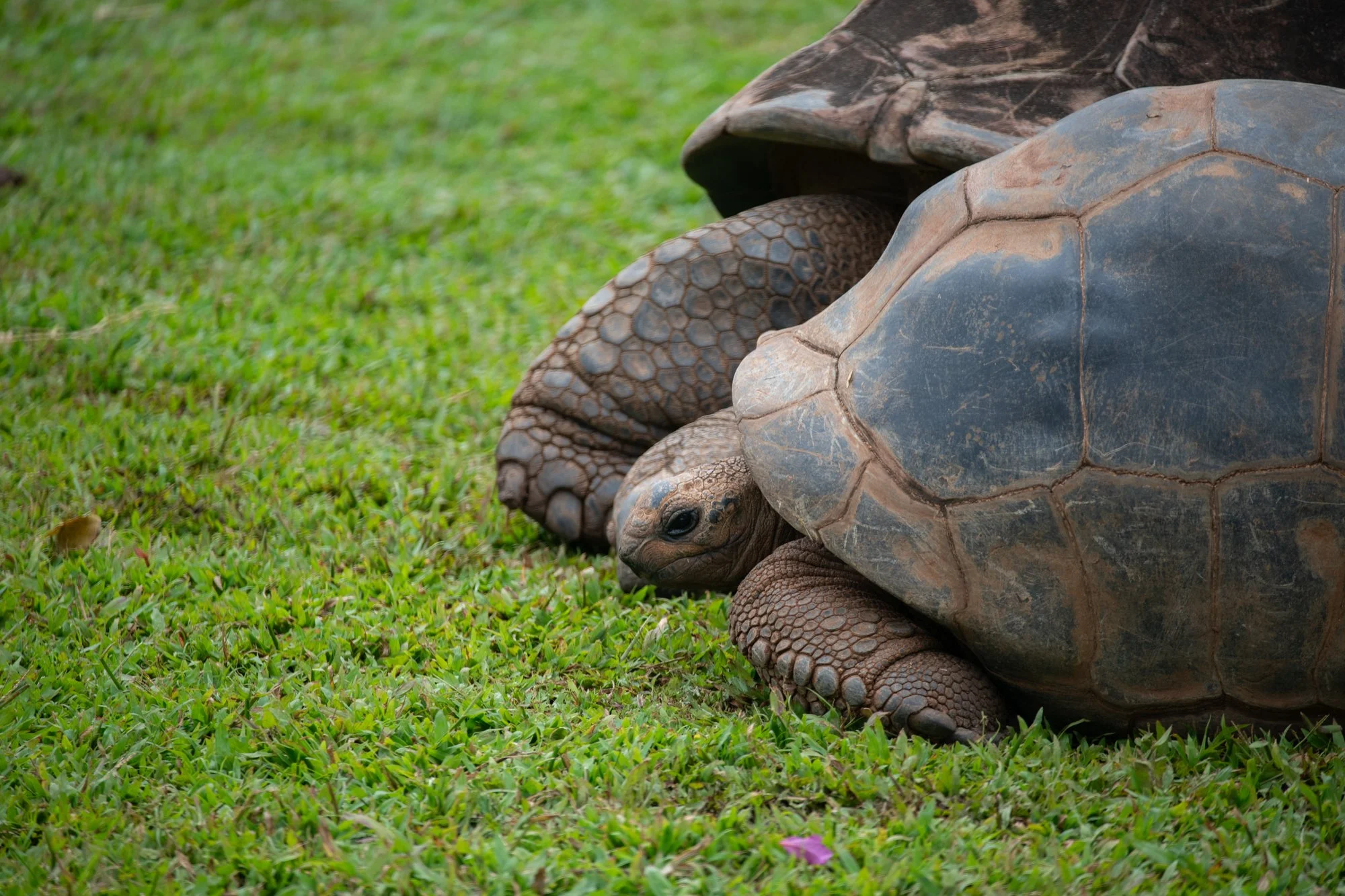 navidbaraty-honolulu-zoo-030.jpg