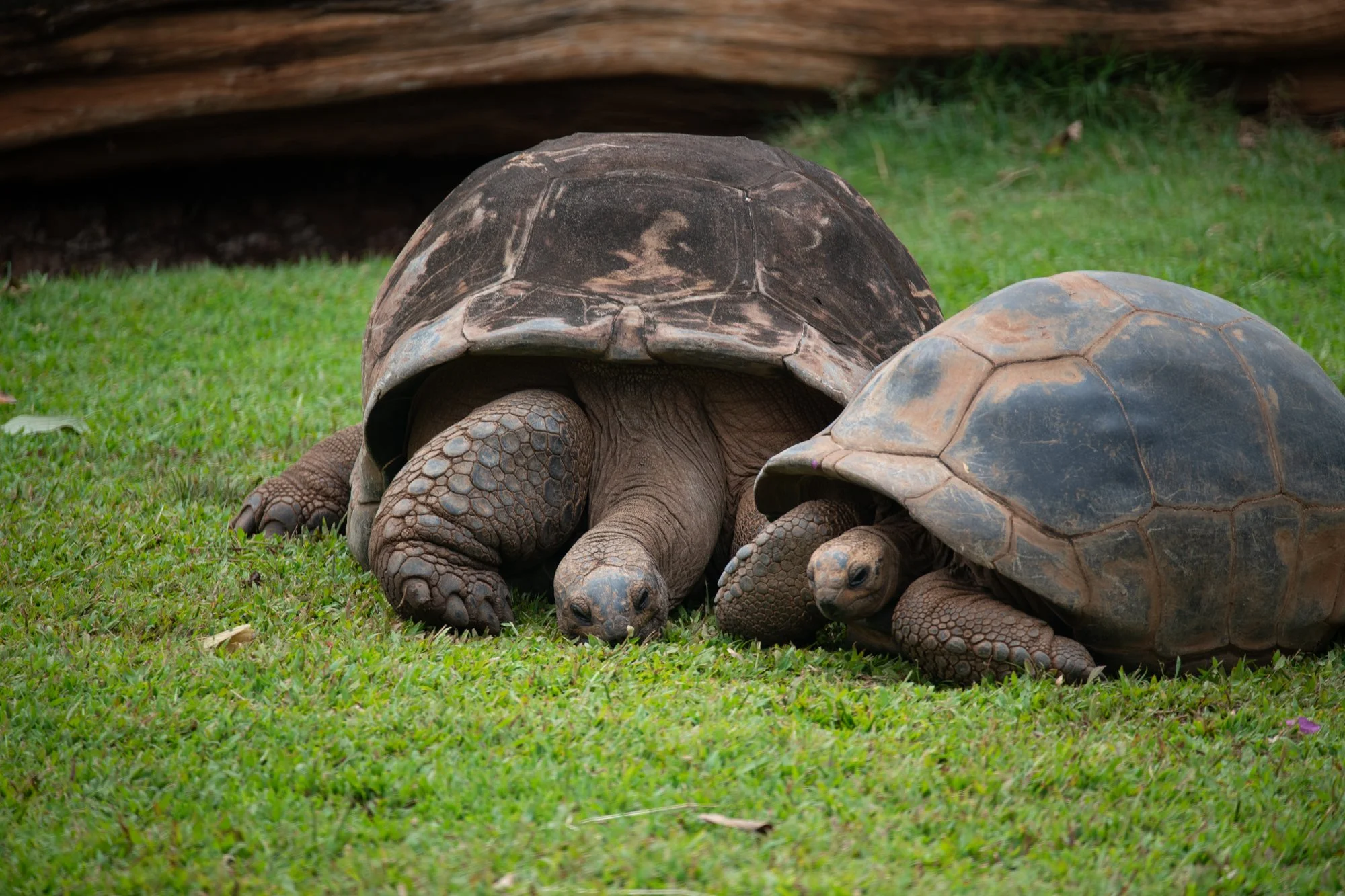 navidbaraty-honolulu-zoo-031.jpg