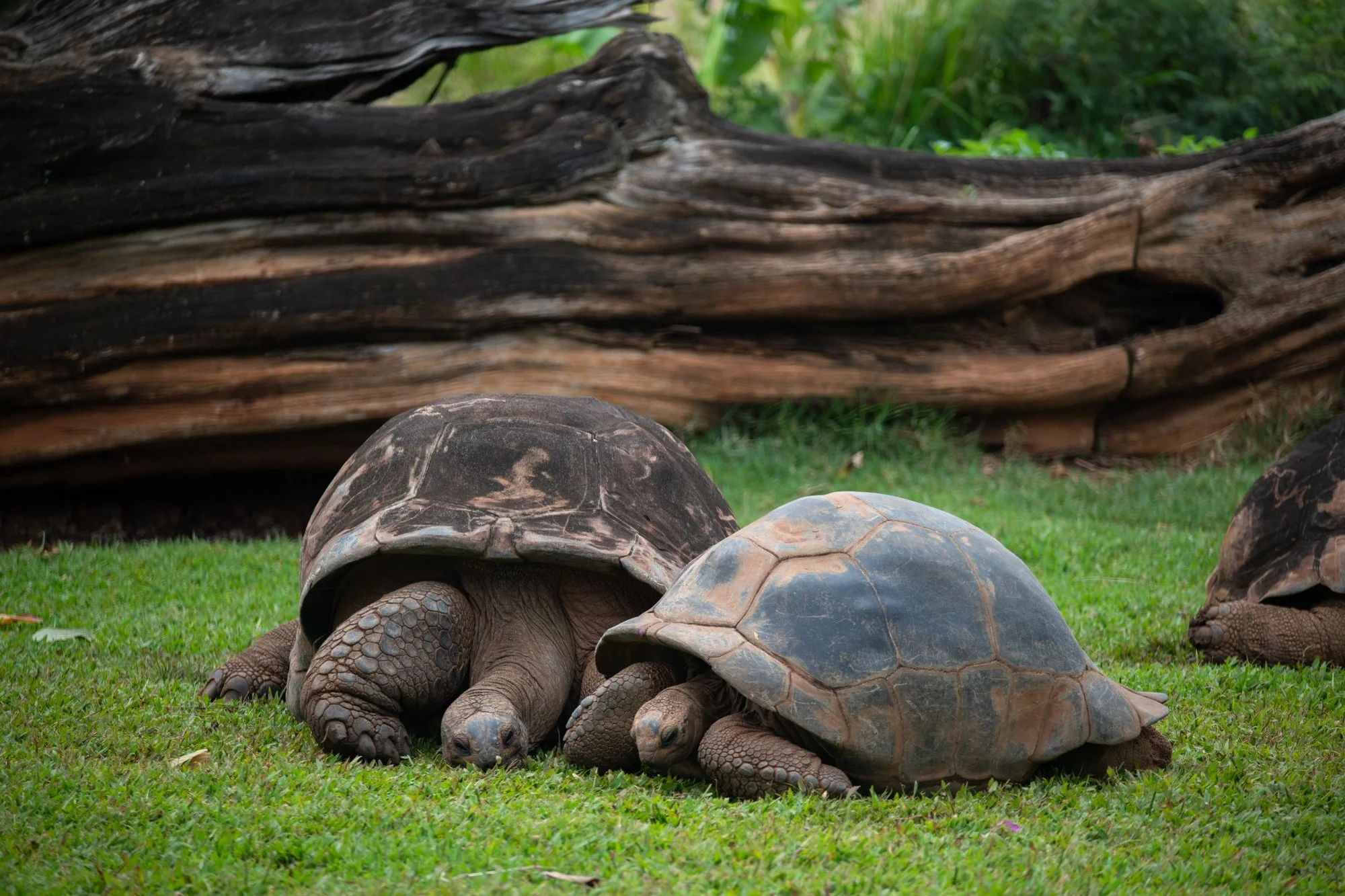 navidbaraty-honolulu-zoo-033.jpg