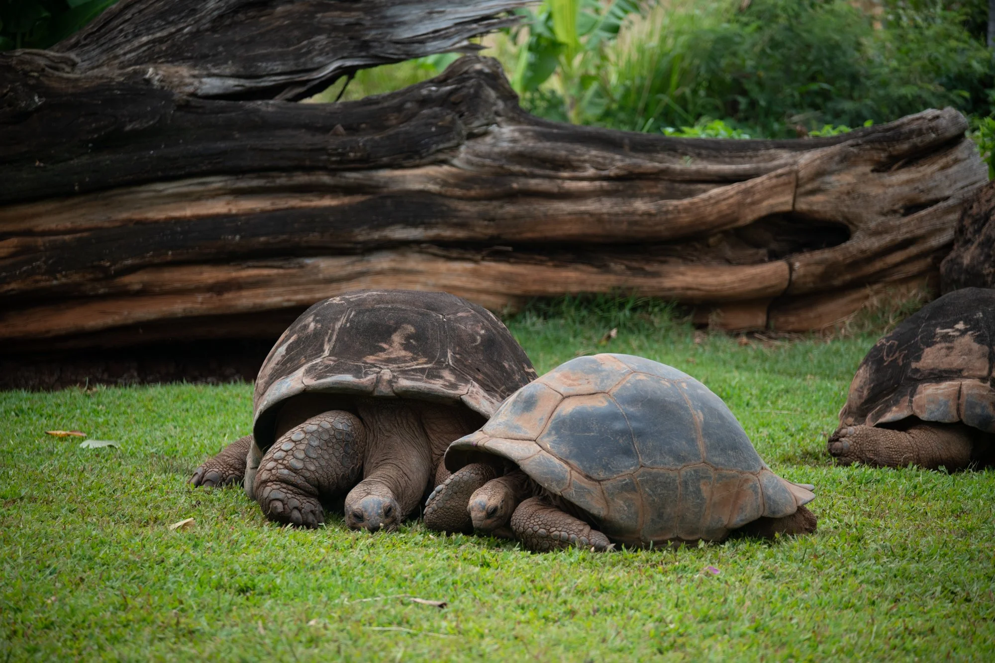 navidbaraty-honolulu-zoo-034.jpg