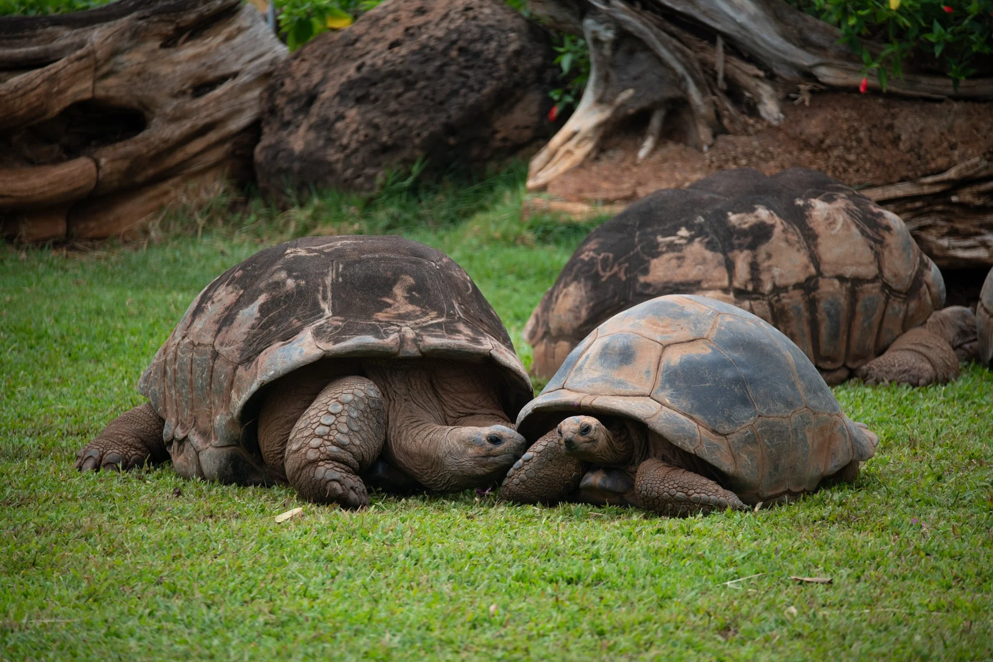 navidbaraty-honolulu-zoo-036.jpg