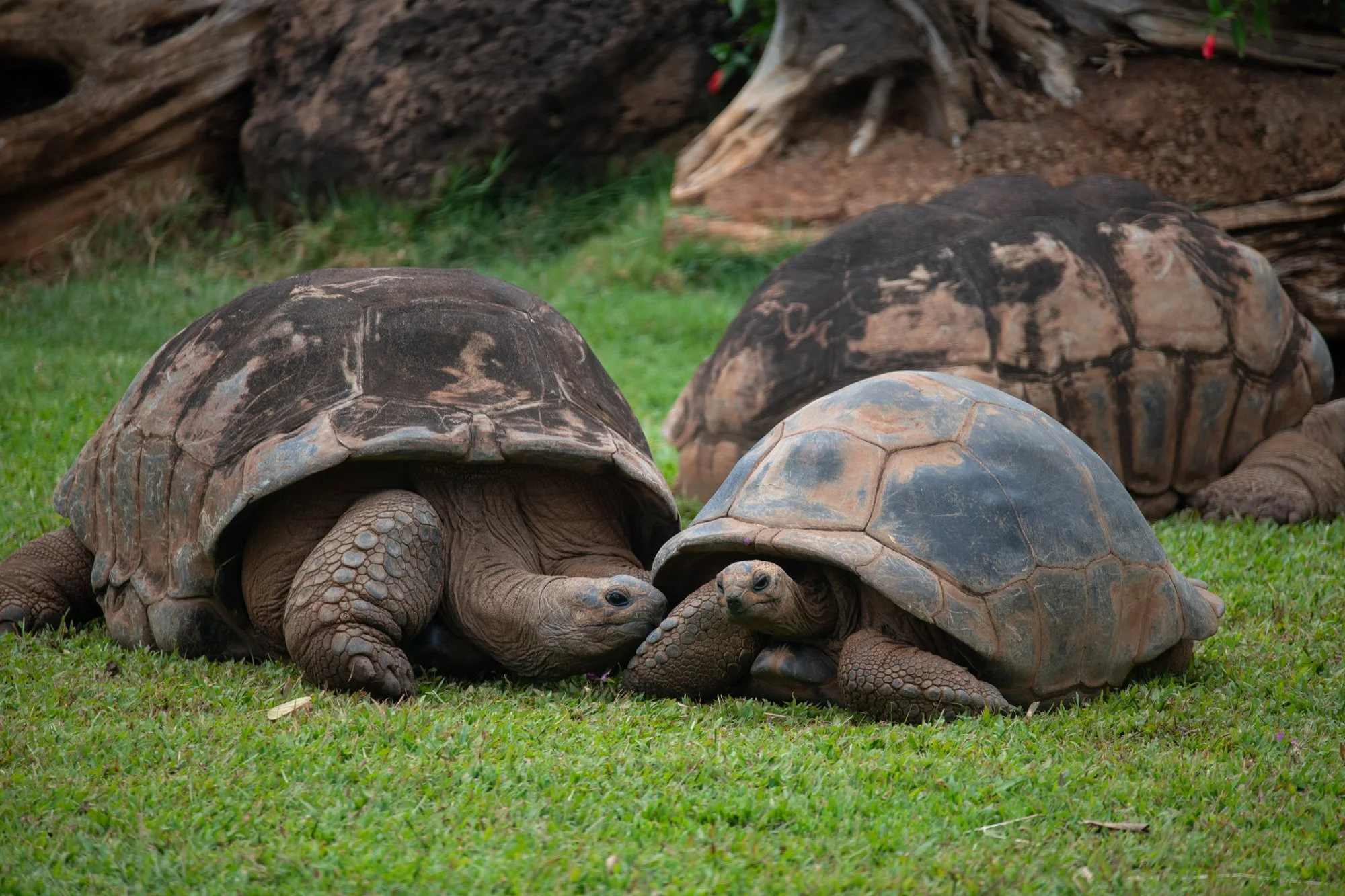 navidbaraty-honolulu-zoo-037.jpg