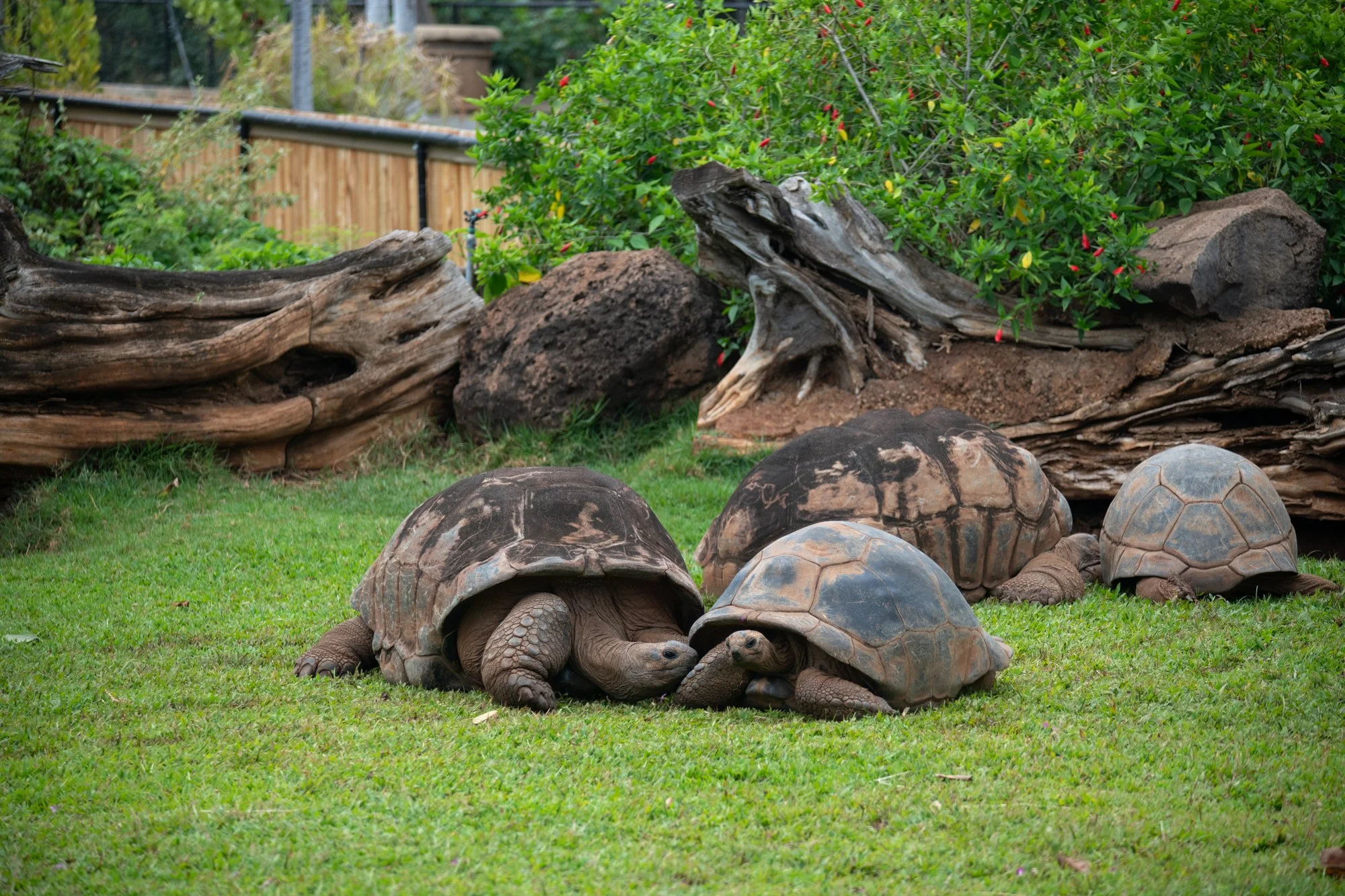 navidbaraty-honolulu-zoo-038.jpg