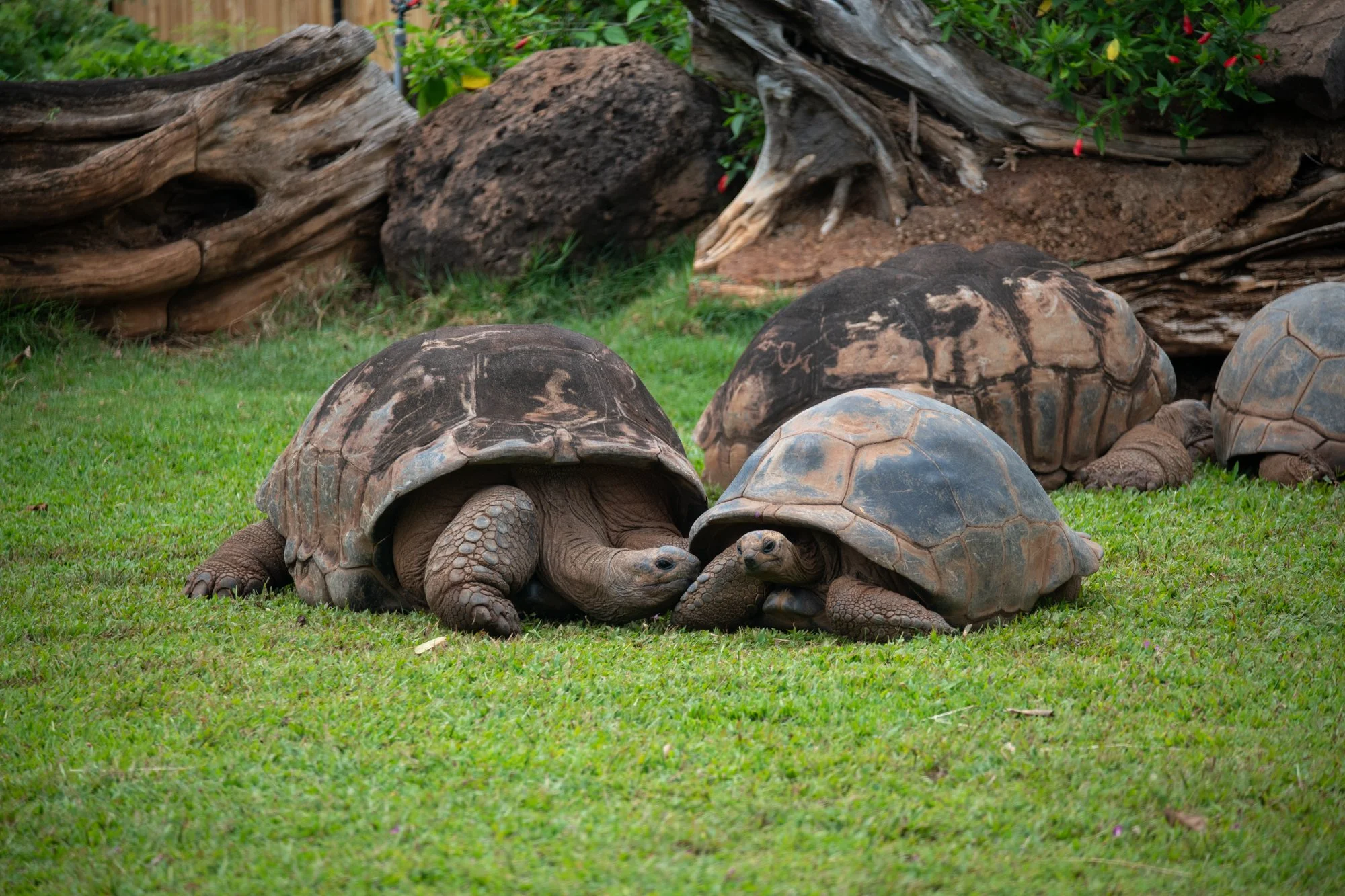 navidbaraty-honolulu-zoo-039.jpg