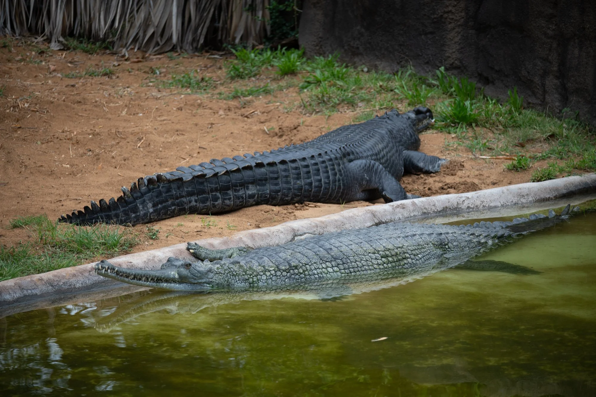 navidbaraty-honolulu-zoo-040.jpg