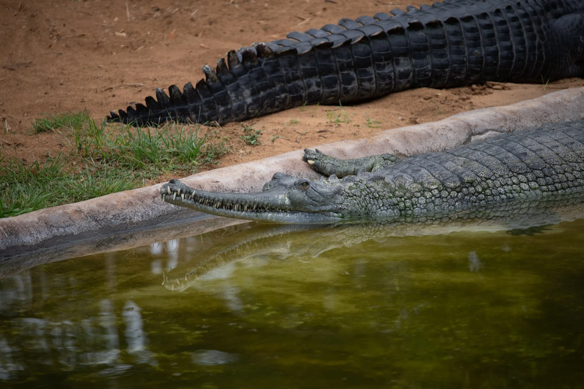 navidbaraty-honolulu-zoo-043.jpg