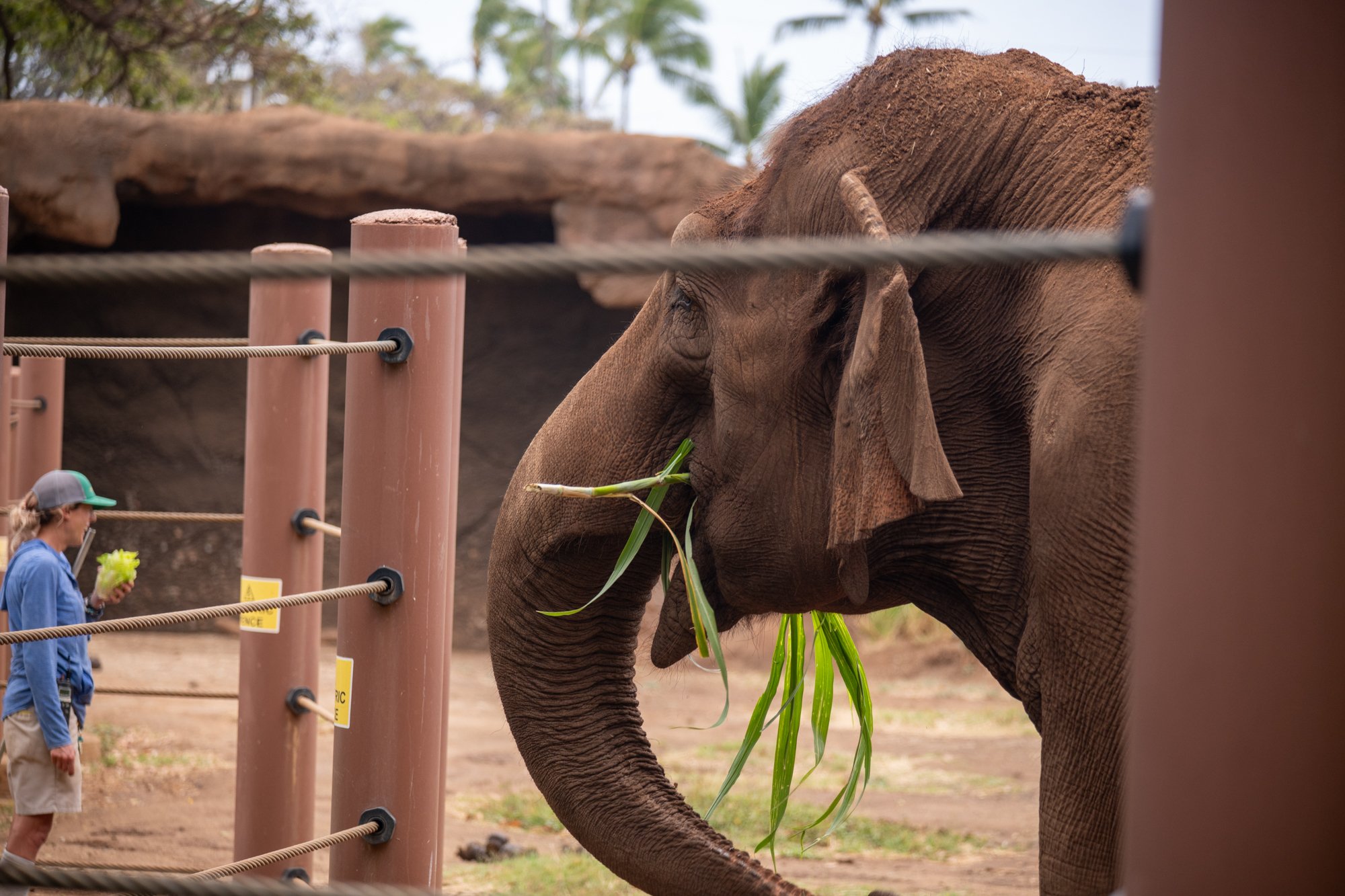 navidbaraty-honolulu-zoo-046.jpg