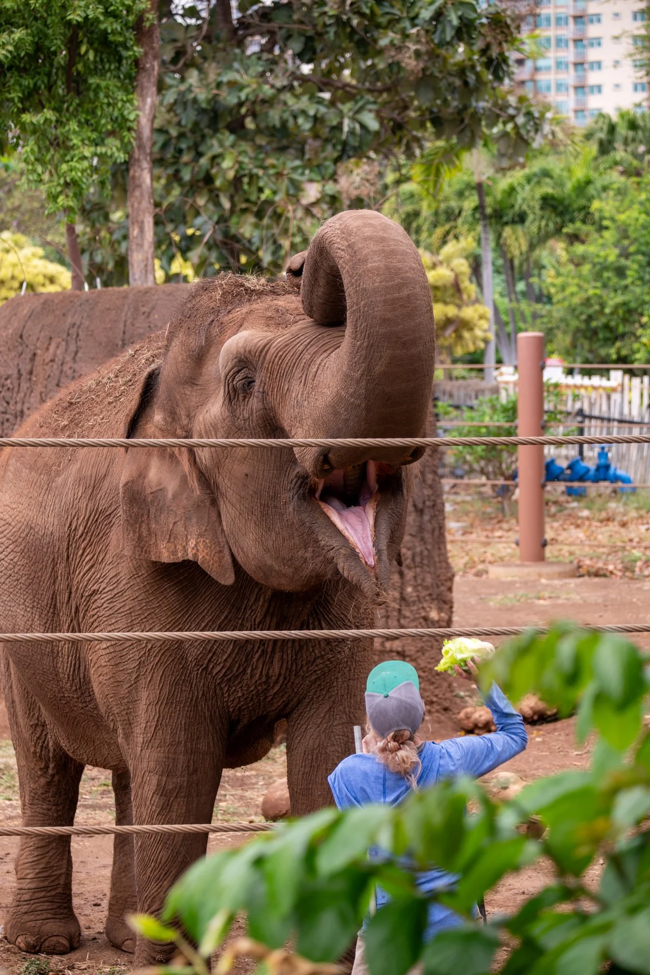 navidbaraty-honolulu-zoo-047.jpg