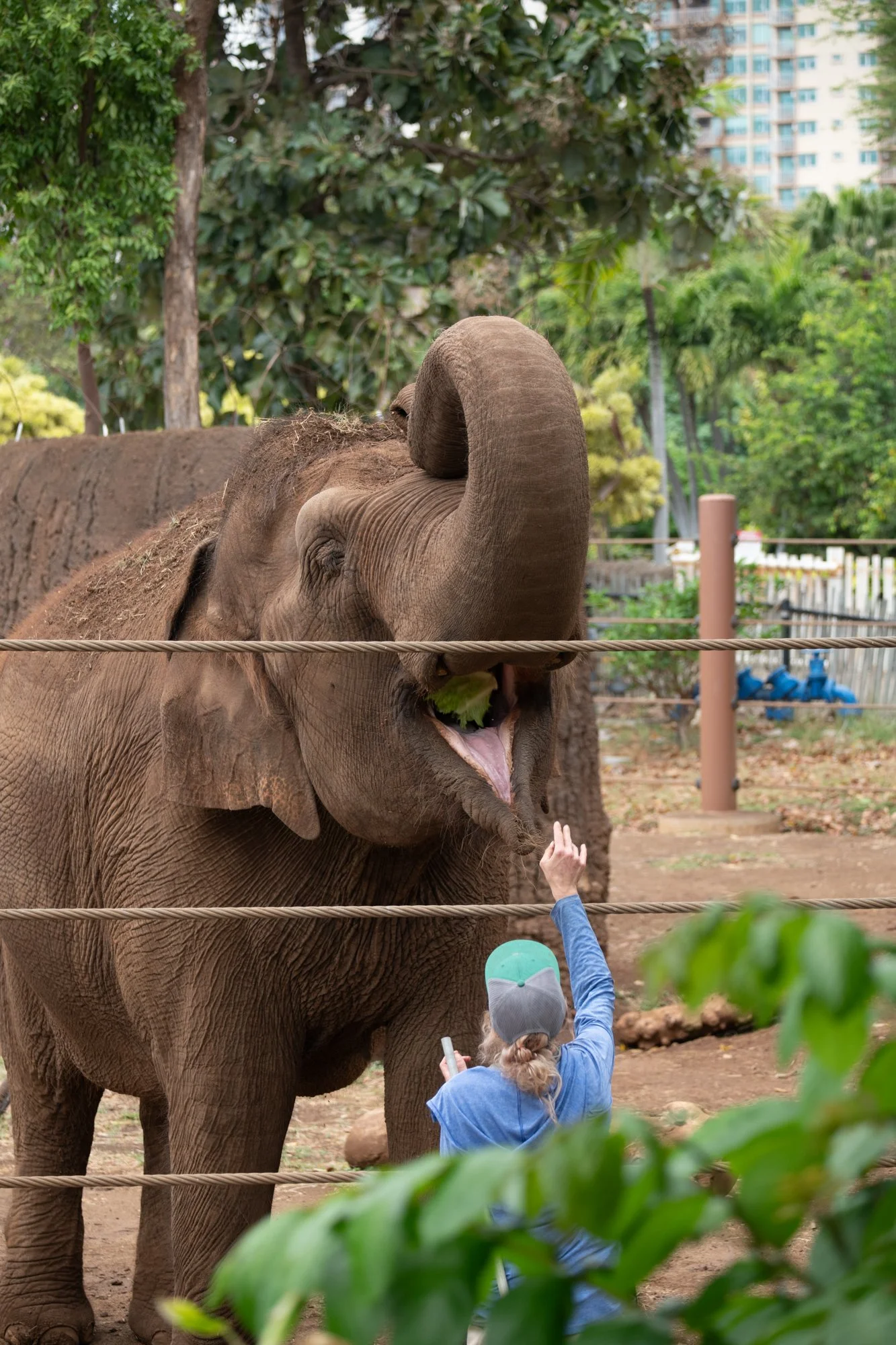 navidbaraty-honolulu-zoo-048.jpg