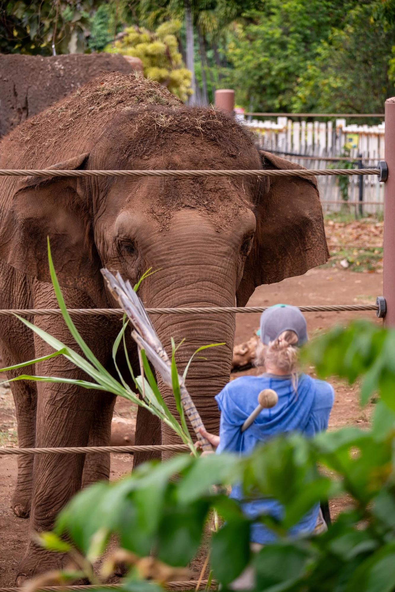 navidbaraty-honolulu-zoo-050.jpg