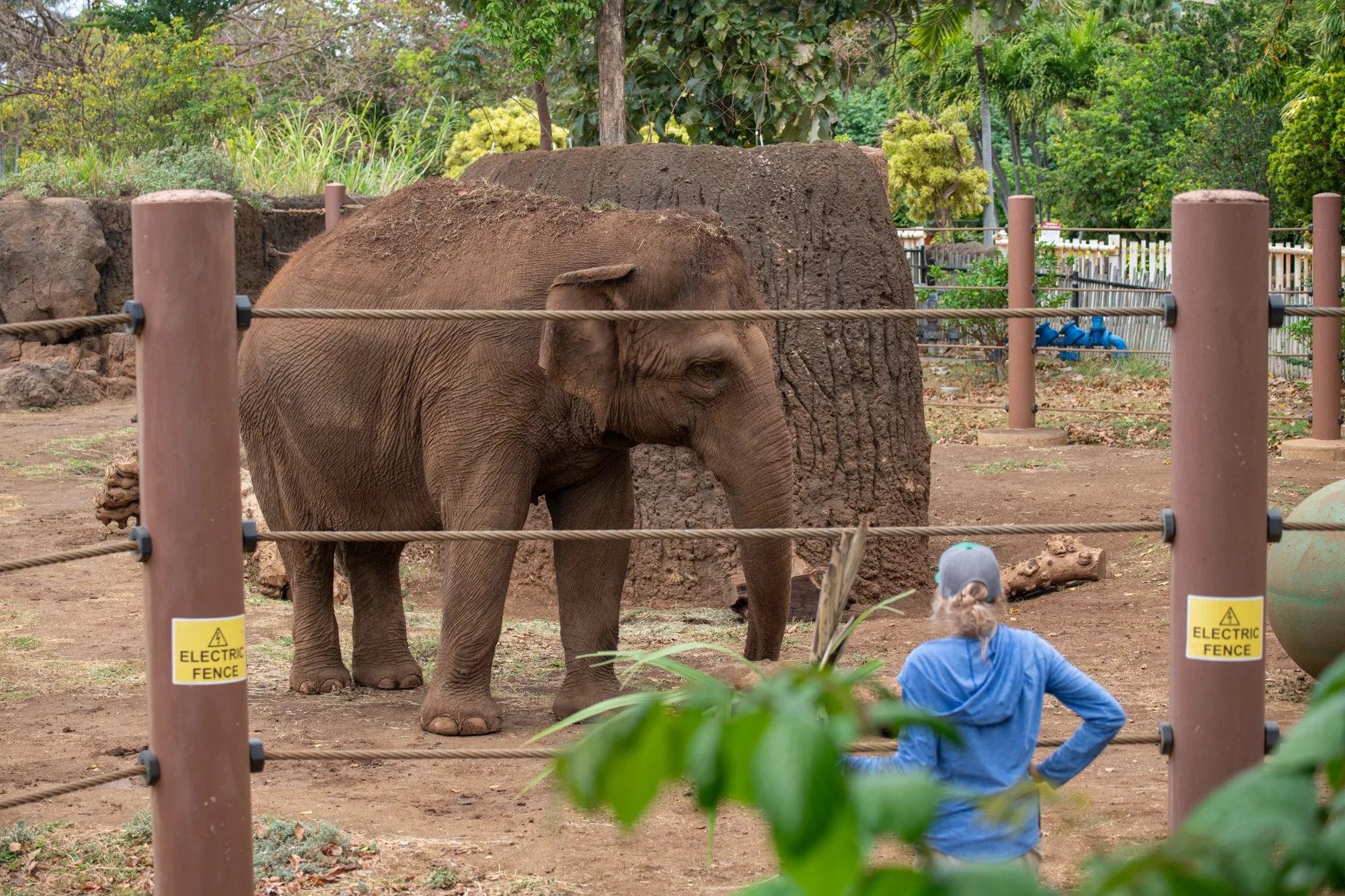navidbaraty-honolulu-zoo-052.jpg