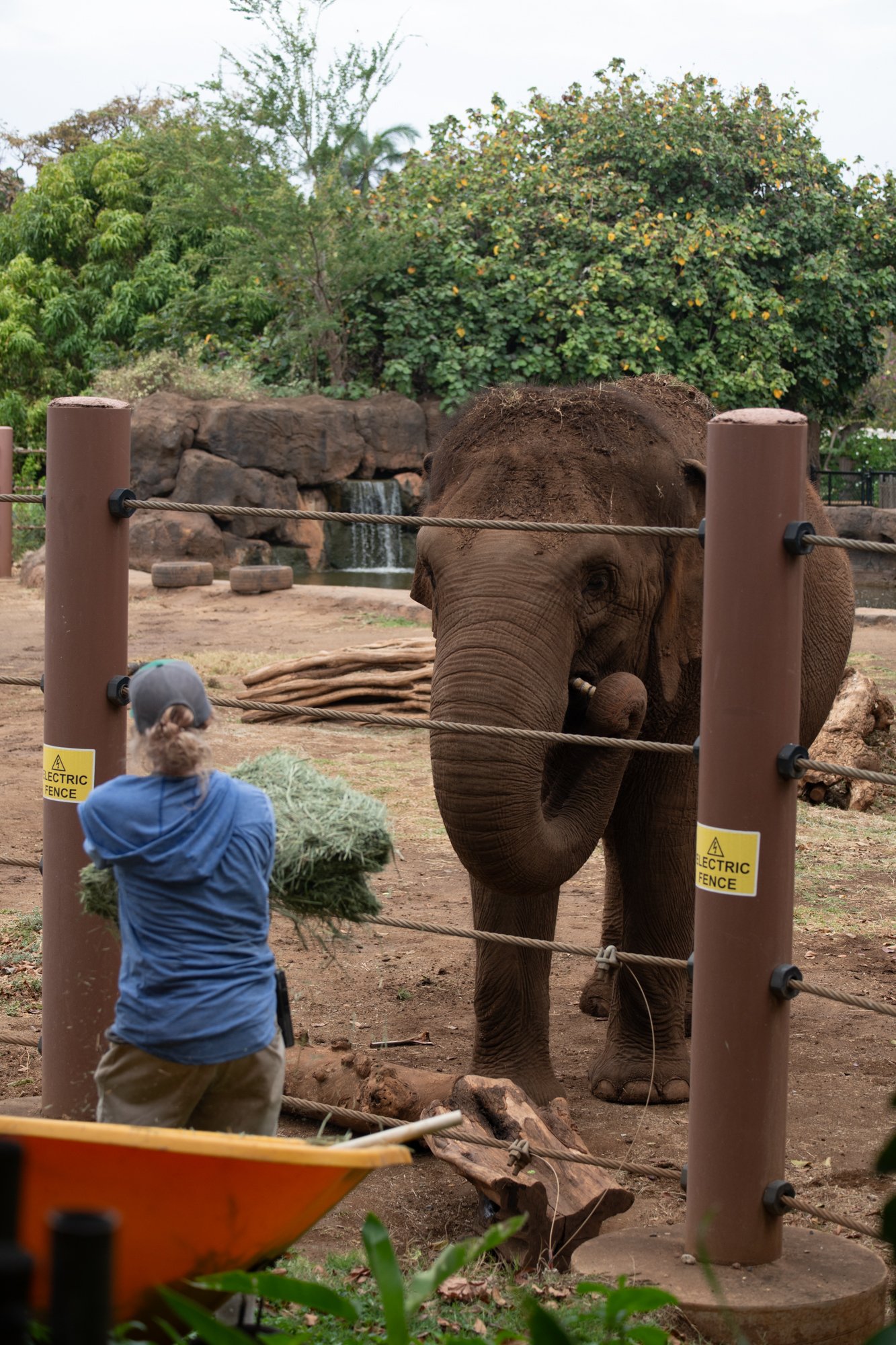 navidbaraty-honolulu-zoo-056.jpg