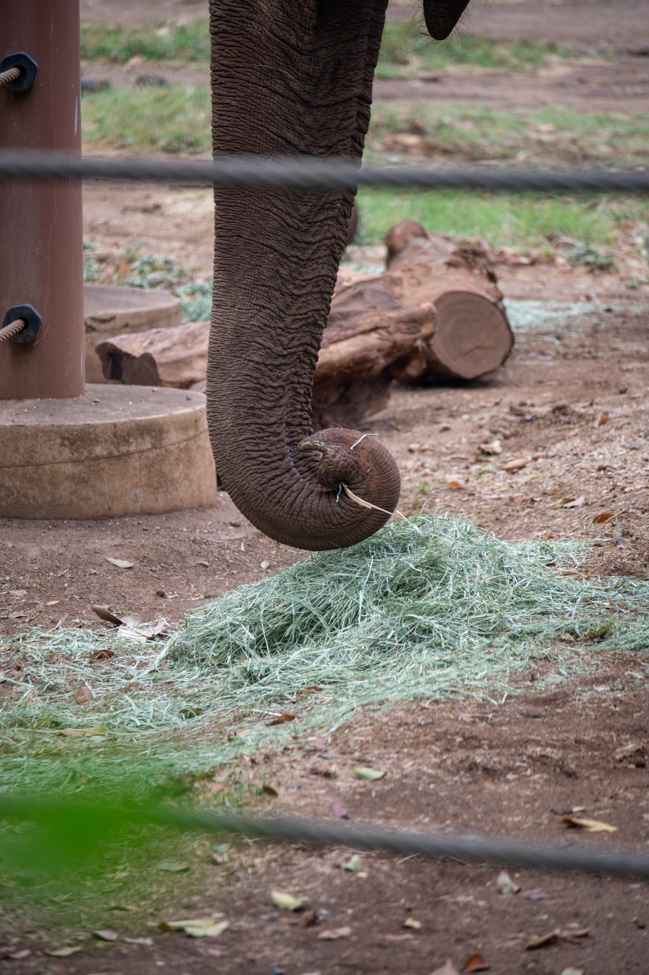 navidbaraty-honolulu-zoo-057.jpg