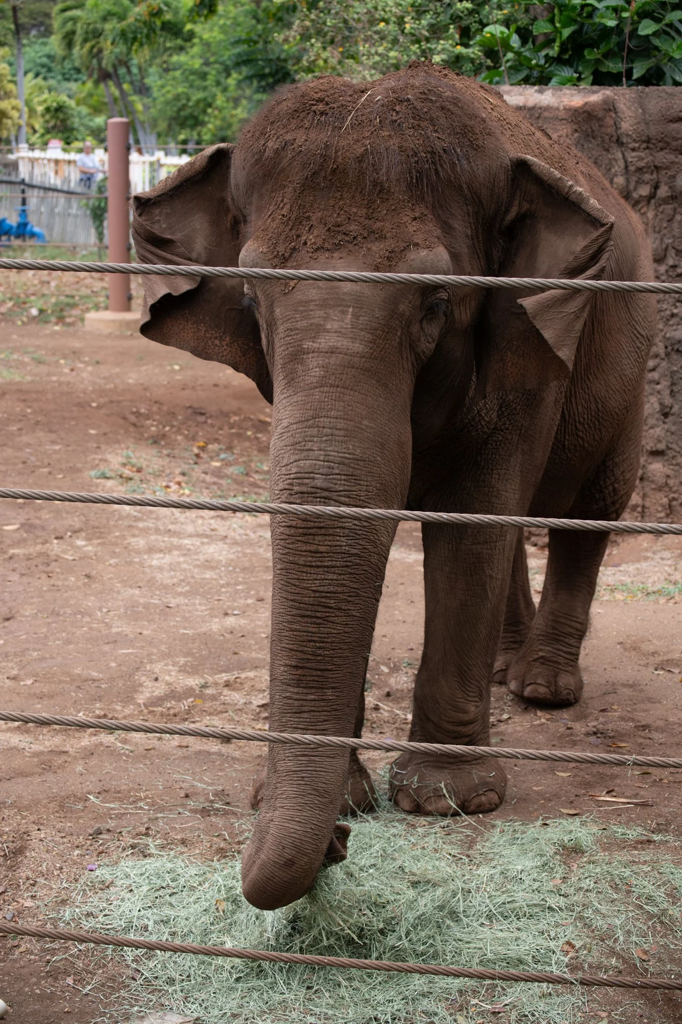 navidbaraty-honolulu-zoo-060.jpg