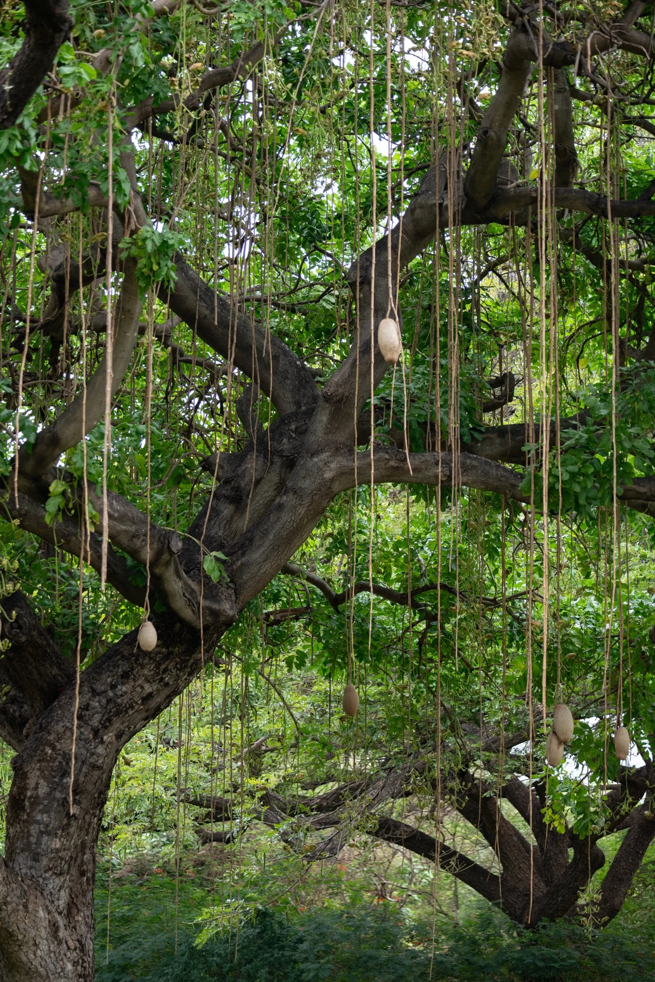 navidbaraty-honolulu-zoo-062.jpg