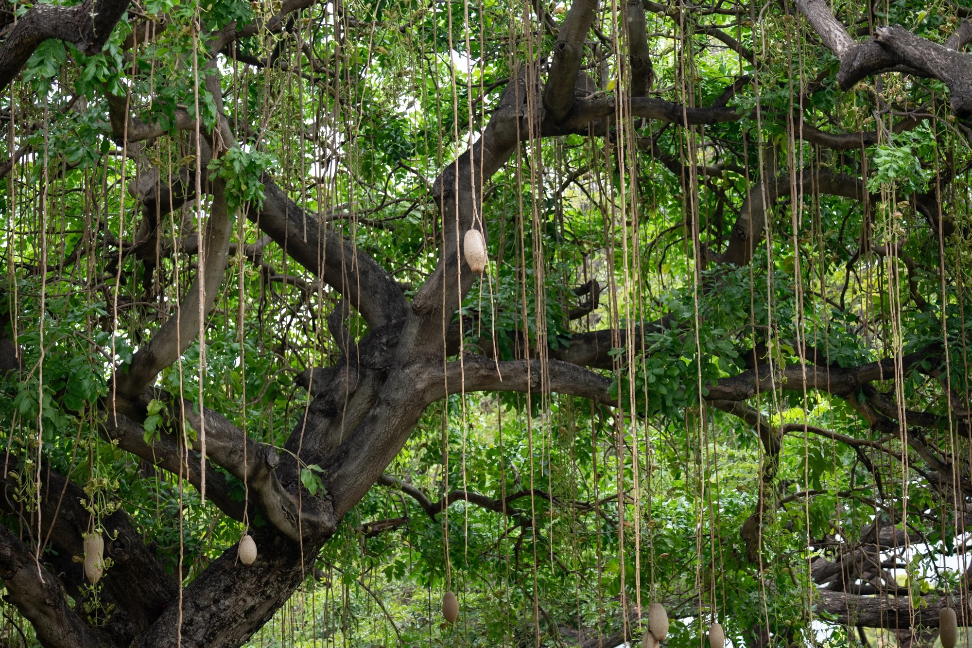 navidbaraty-honolulu-zoo-064.jpg