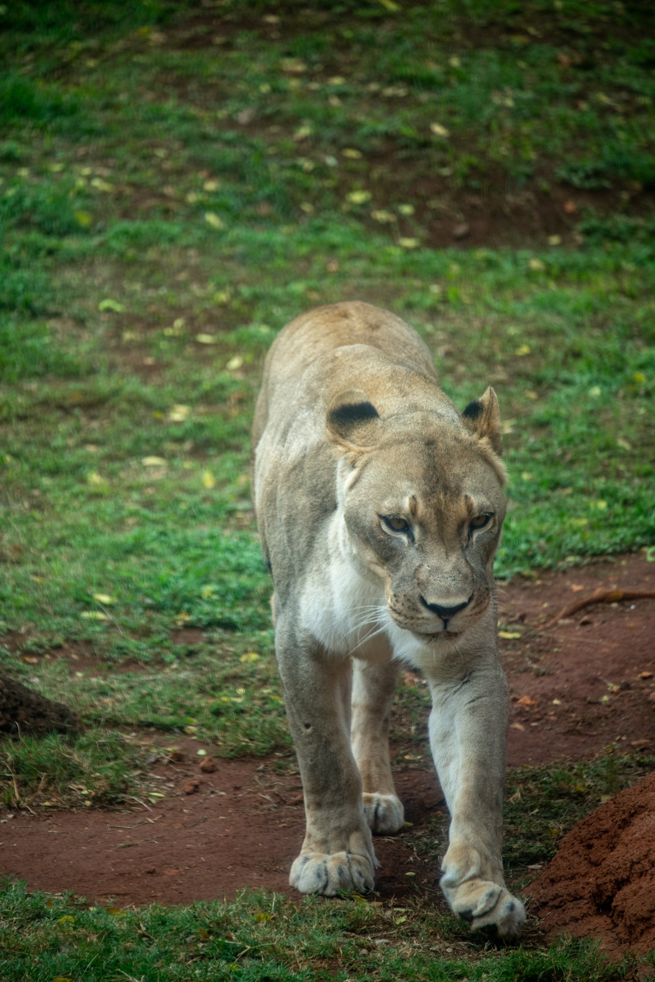 navidbaraty-honolulu-zoo-065.jpg