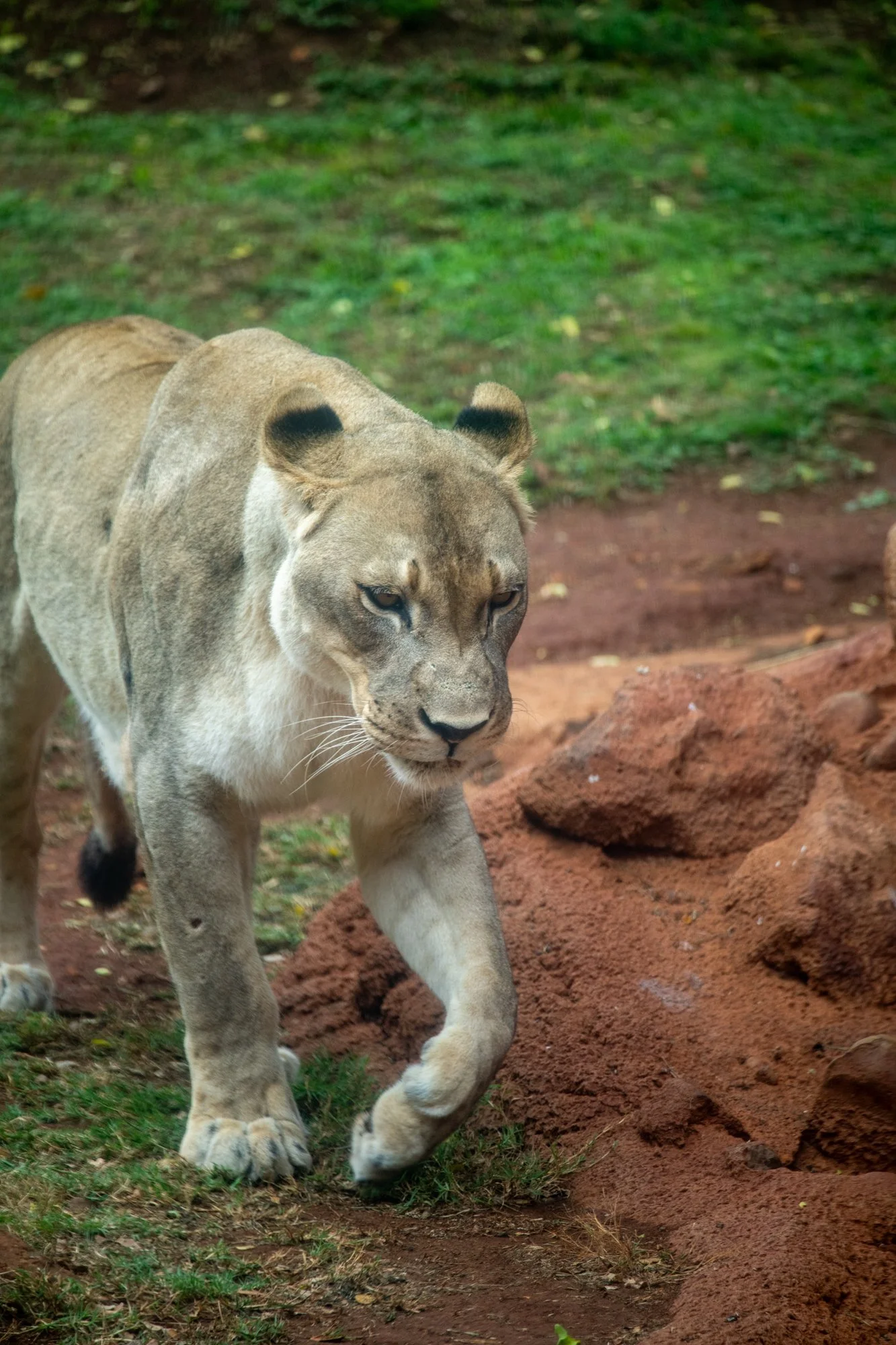 navidbaraty-honolulu-zoo-066.jpg