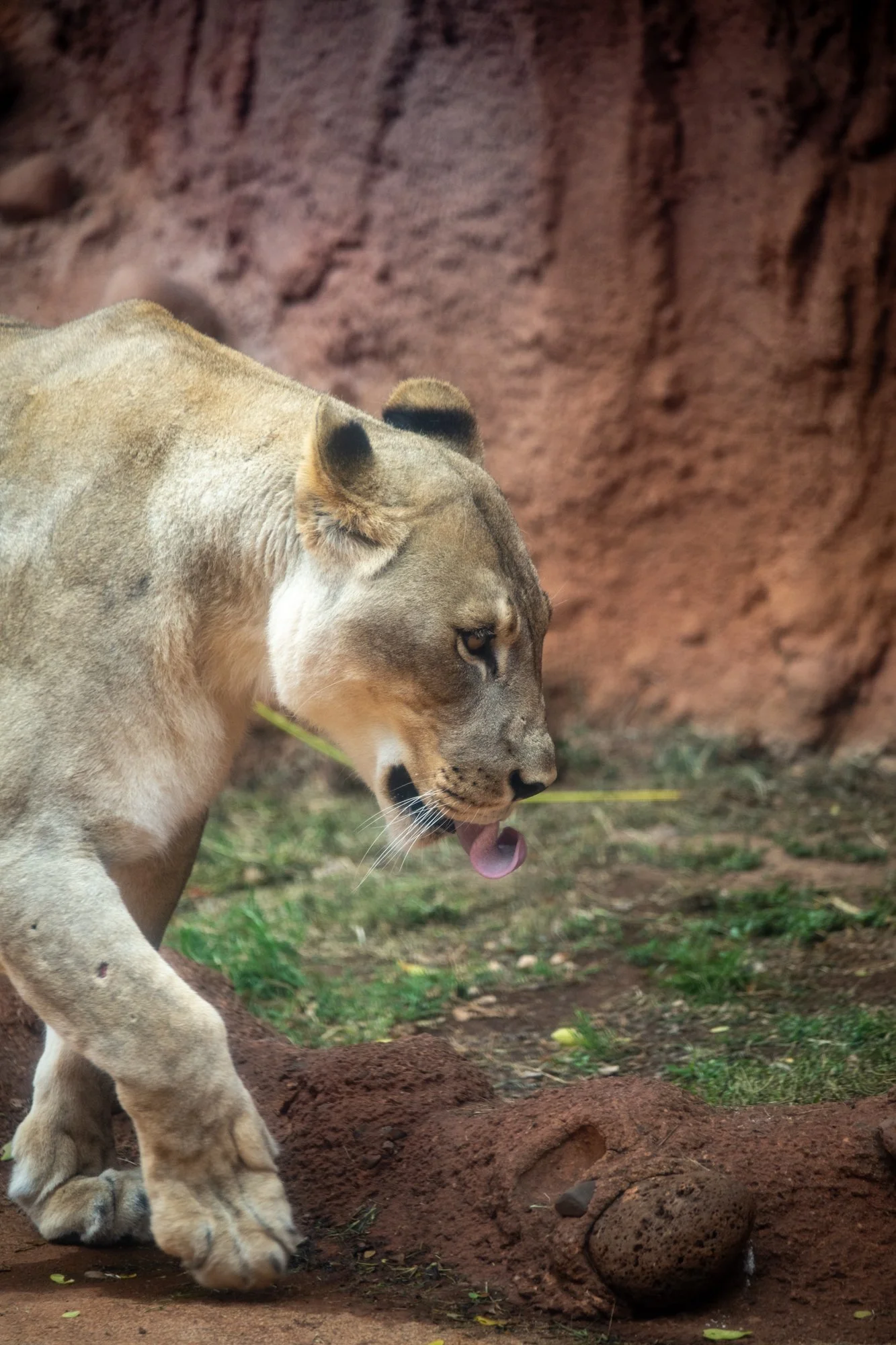 navidbaraty-honolulu-zoo-067.jpg